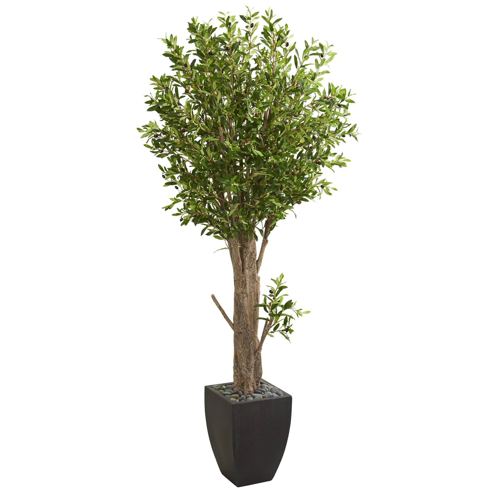 6.5ft. Olive Tree in Black Planter