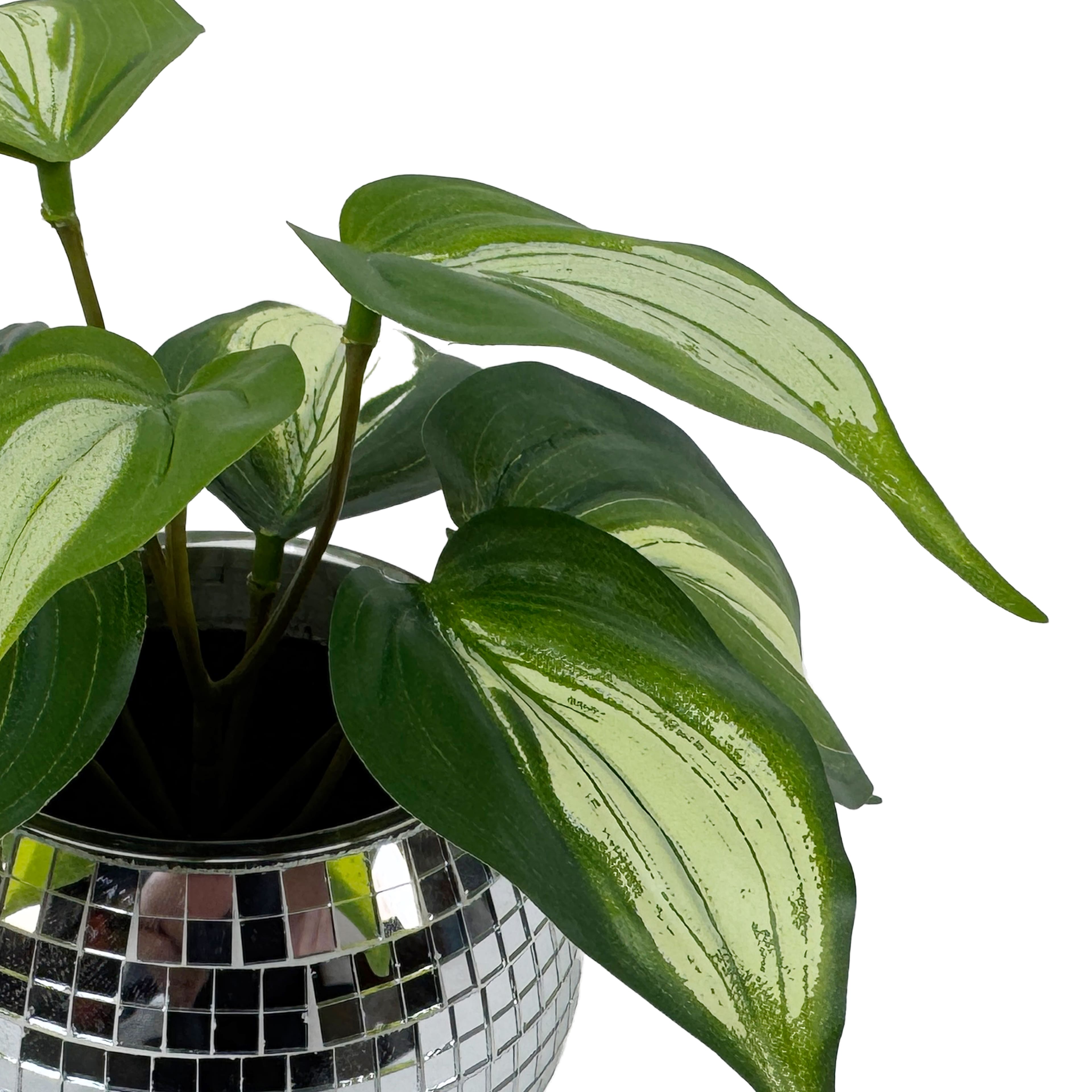 7&#x22; Philodendron in Disco Pot by Ashland&#xAE;