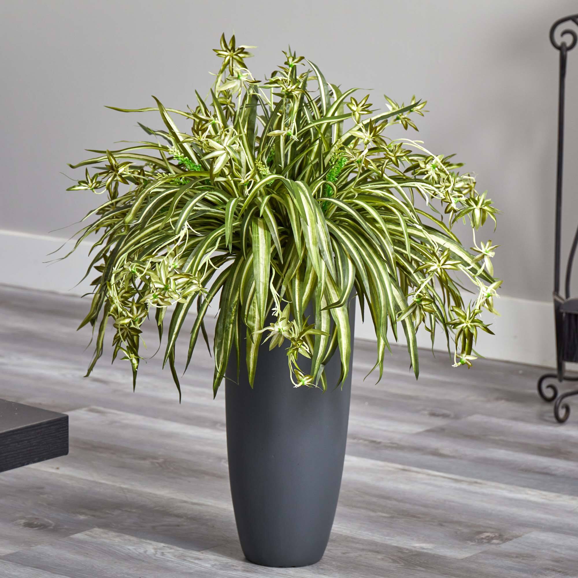 2.75ft. Spider Plant in Gray Cylinder Planter