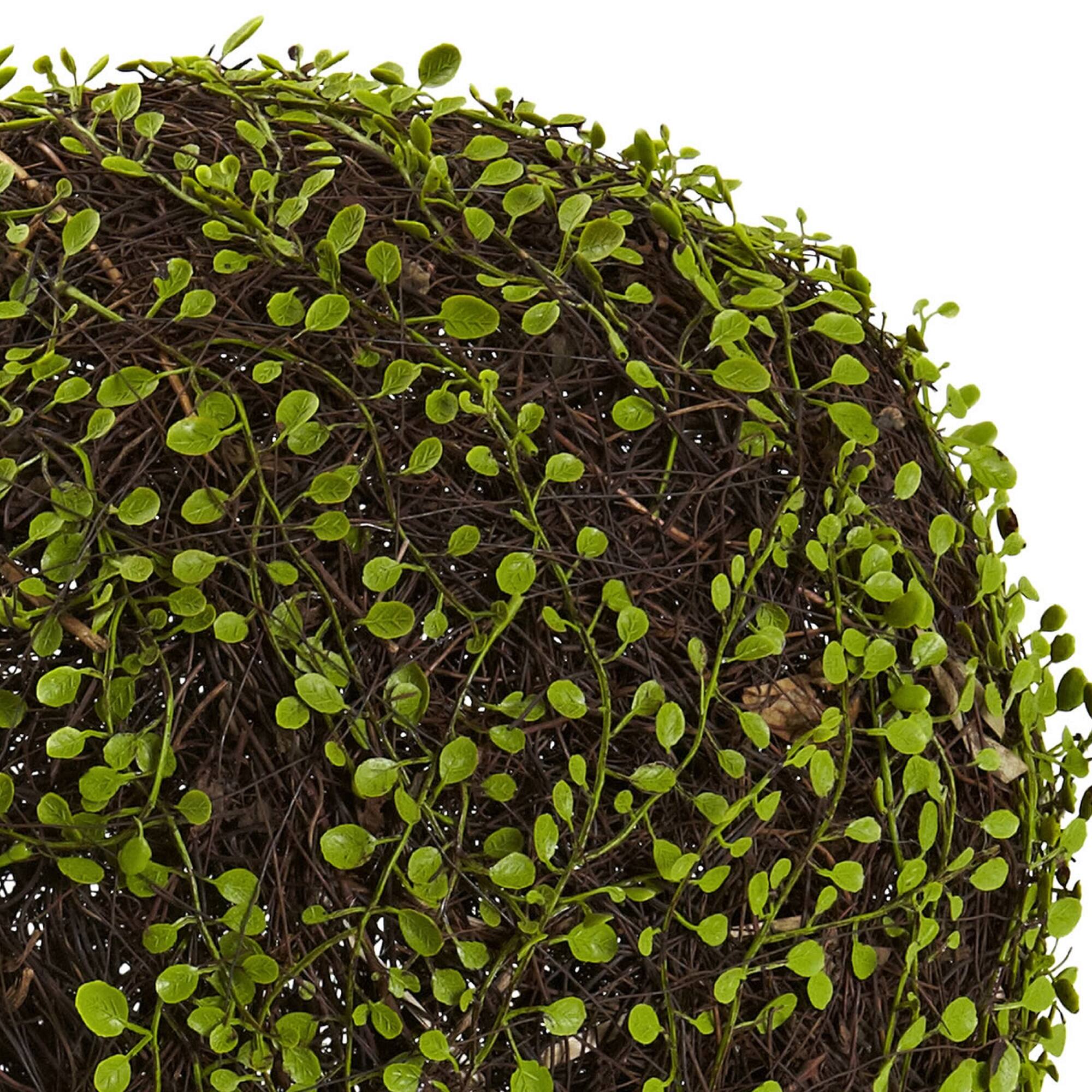 Wire Vine Bush