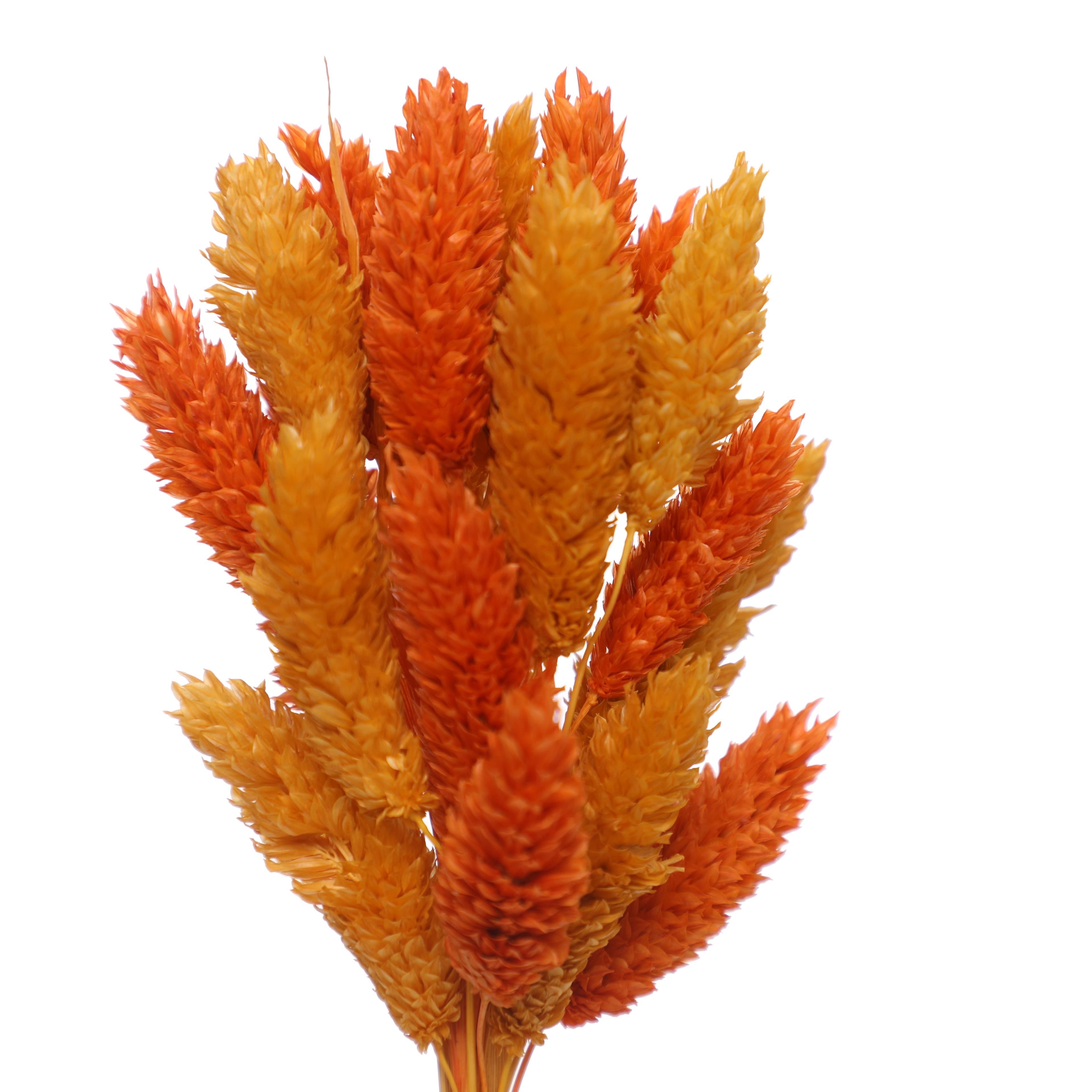 7&#x22; Orange &#x26; Yellow Dried Reed Canary Grass Mini Bundle by Ashland&#xAE;