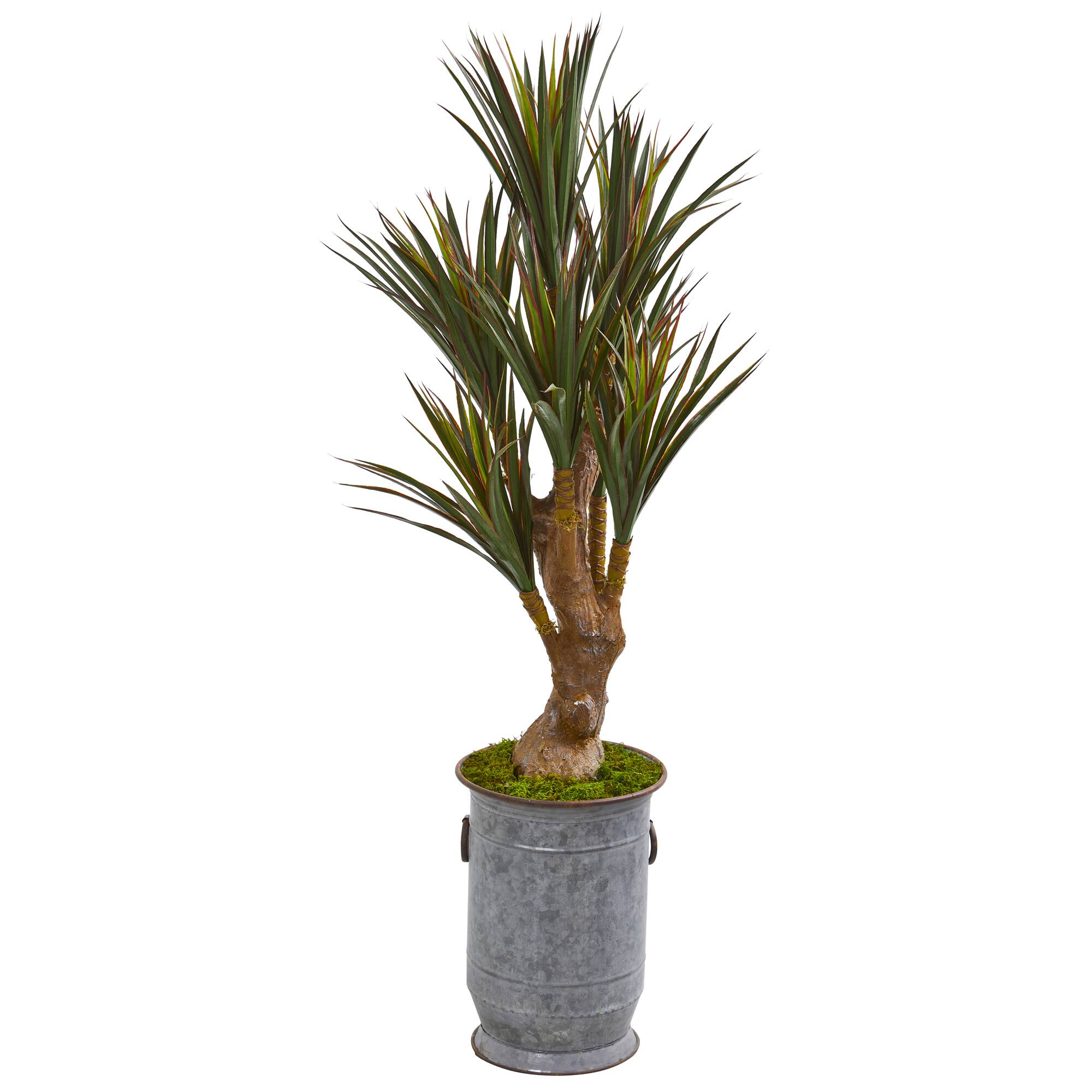 4.3ft. Yucca Tree in Planter | Michaels