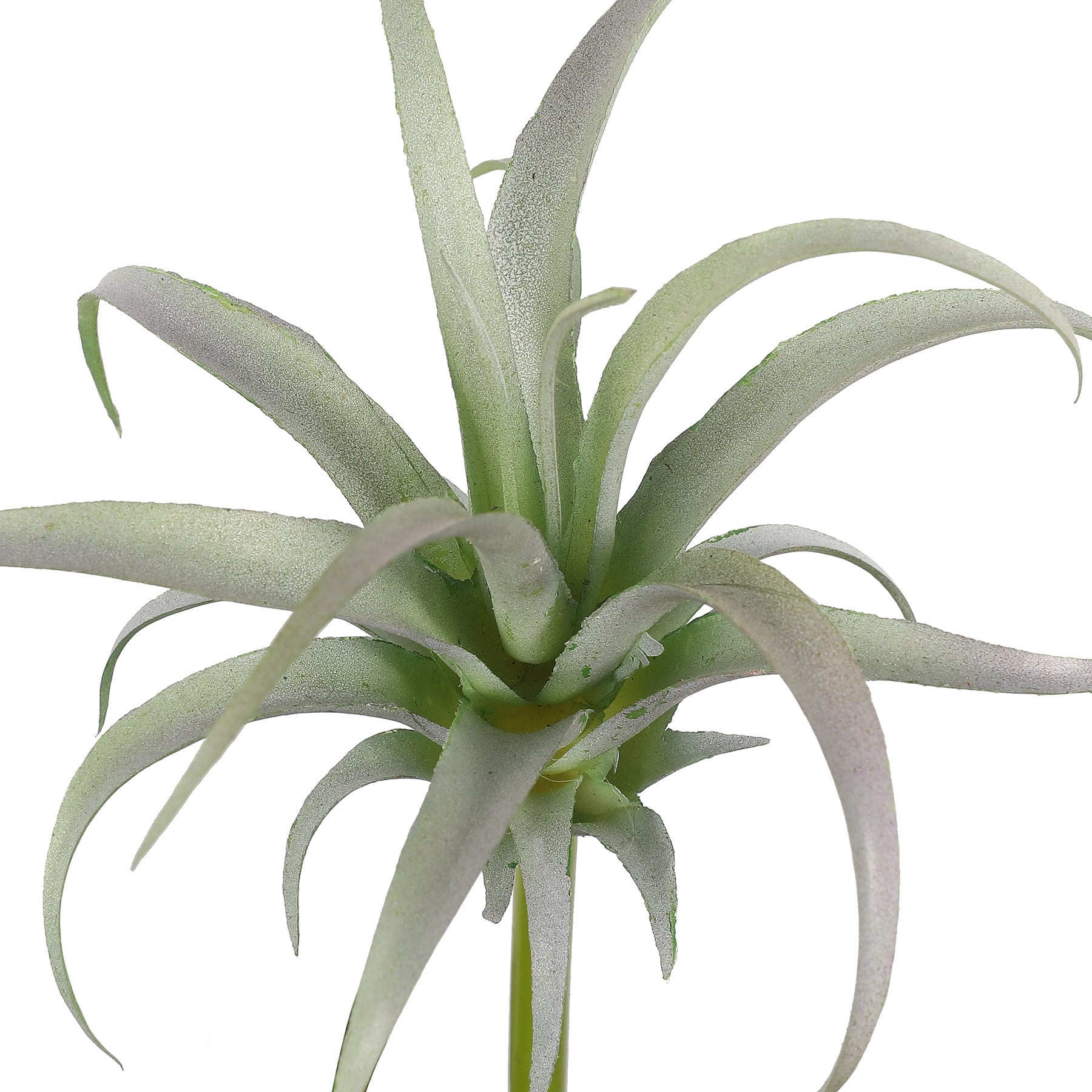 Assorted 7&#x22; Tillandsia Pick by Ashland&#xAE;