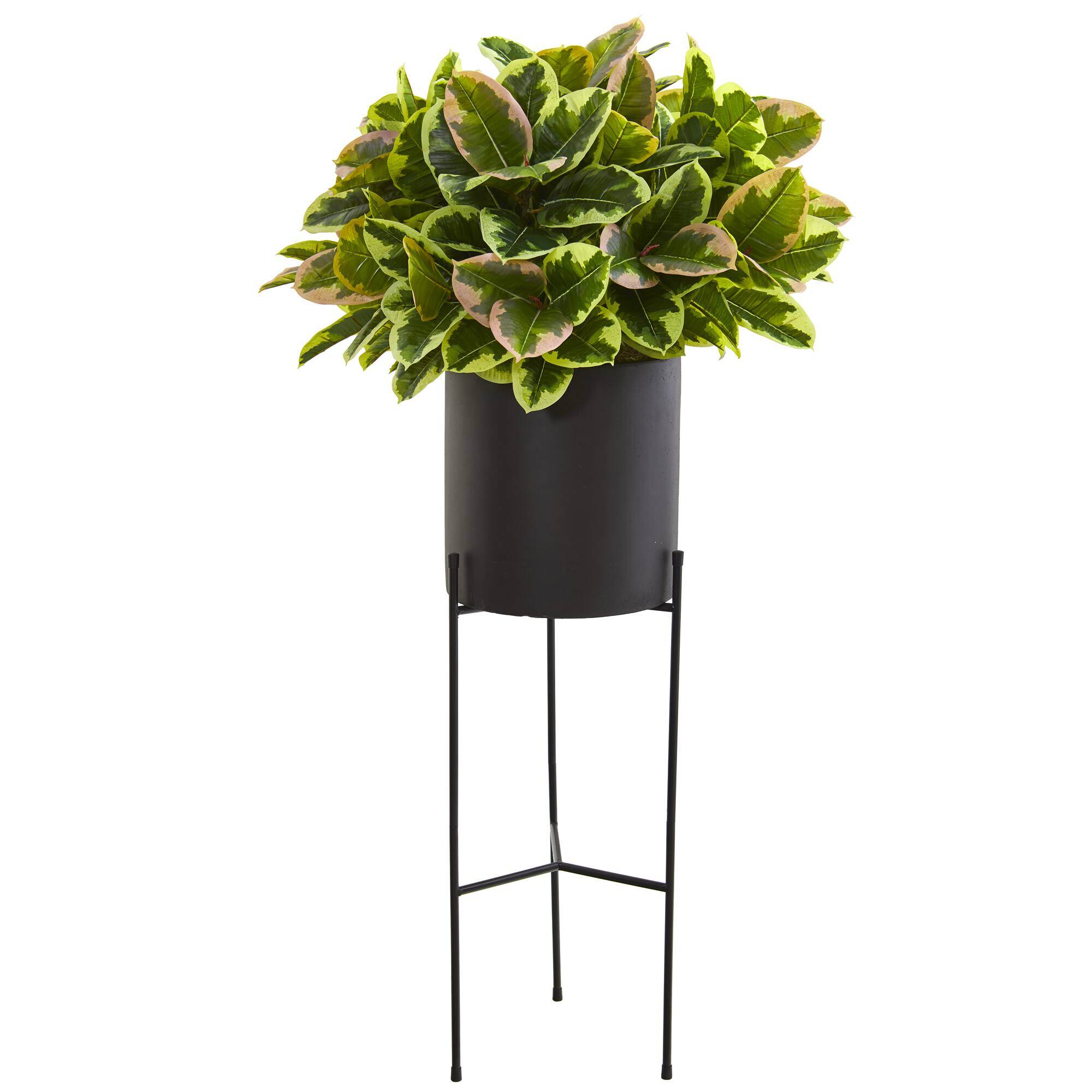 4.5ft. Rubber Leaf Plant in Black Planter with Stand