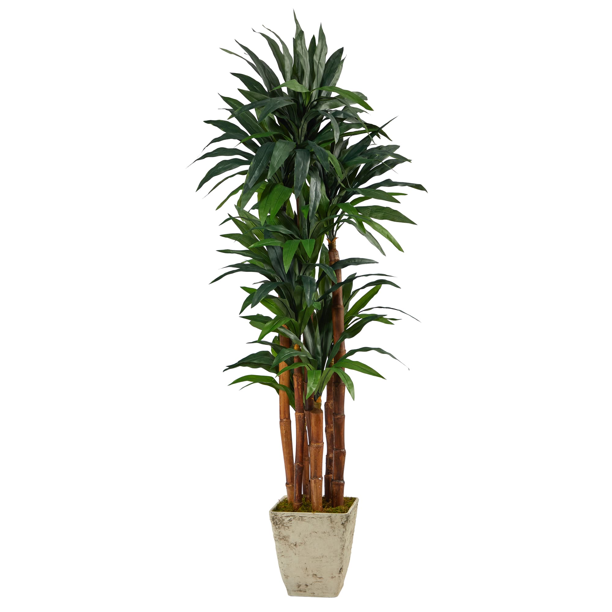 5.5ft. Dracaena Tree in Country White Planter