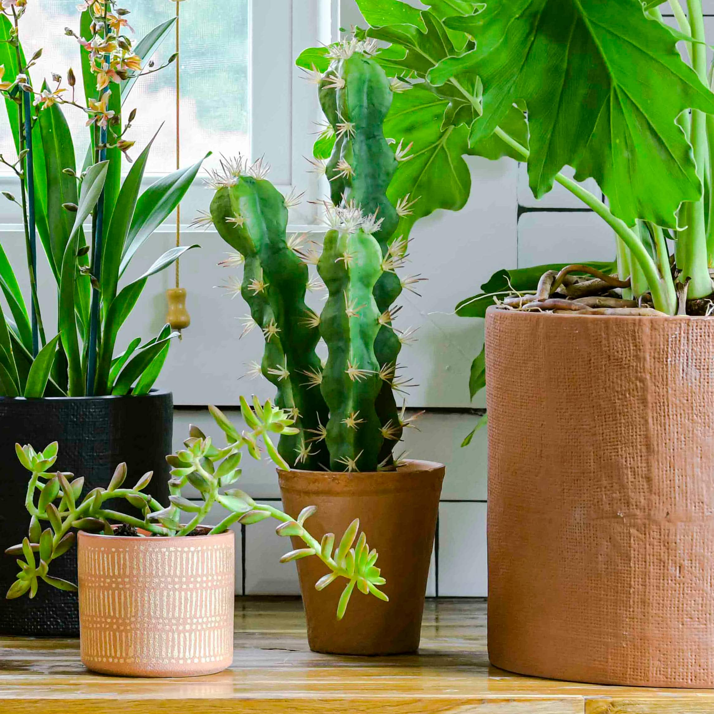 18&#x22; Cereus Cactus in Terra Cotta Colored Pot