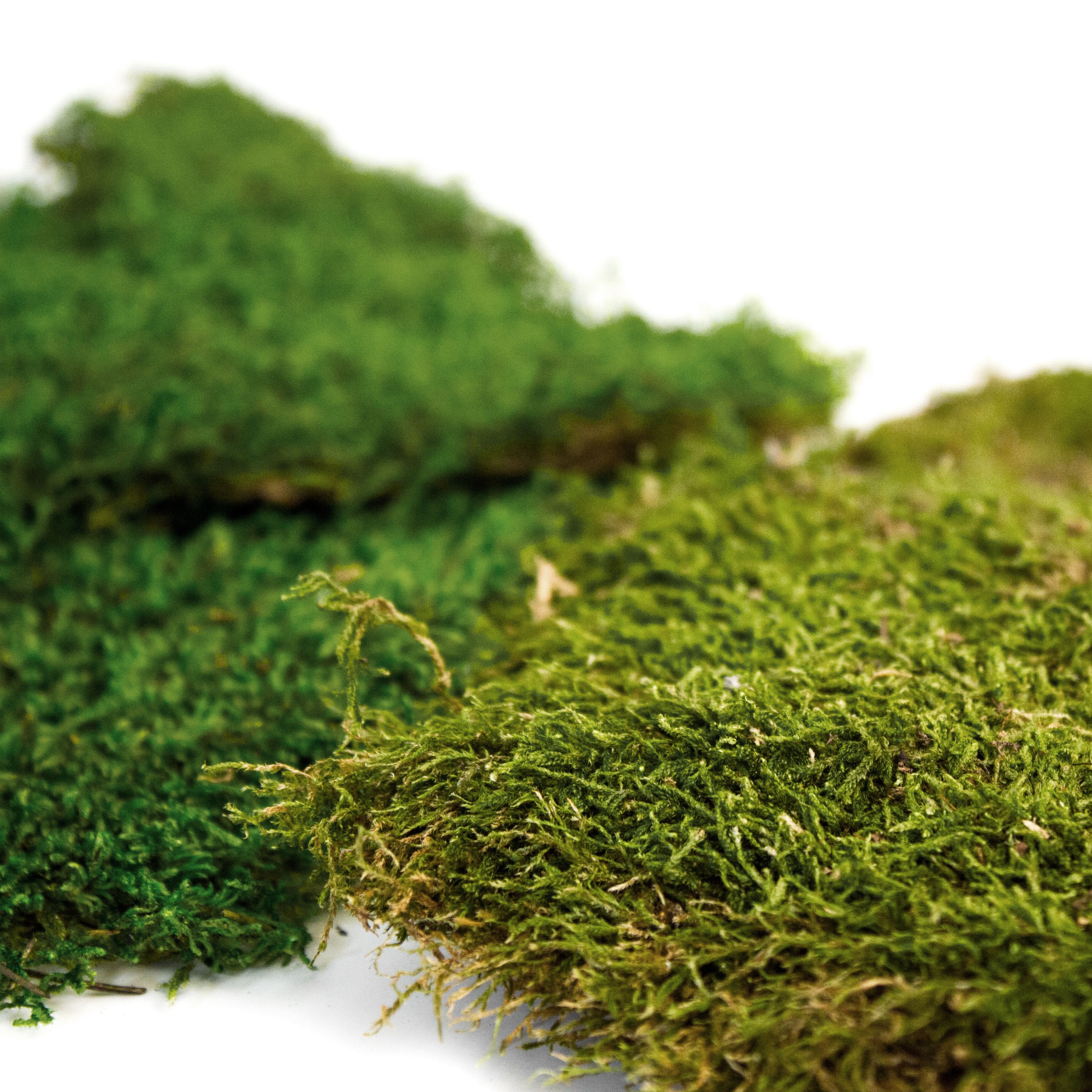 Preserve Sheet Moss DIY Decor Dried Moss Pillow- Green Moss for
