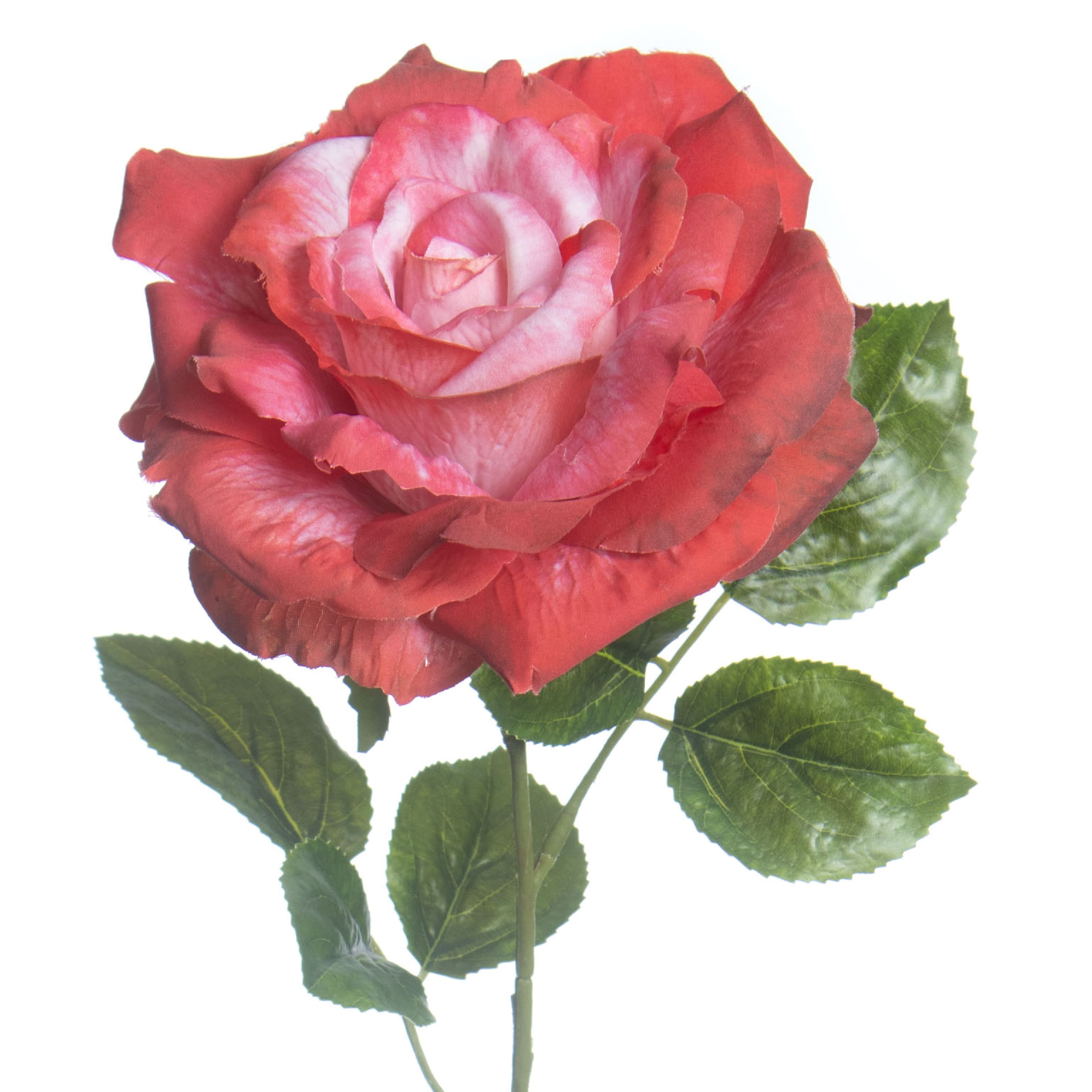 Red Rose Stem by Ashland&#xAE;
