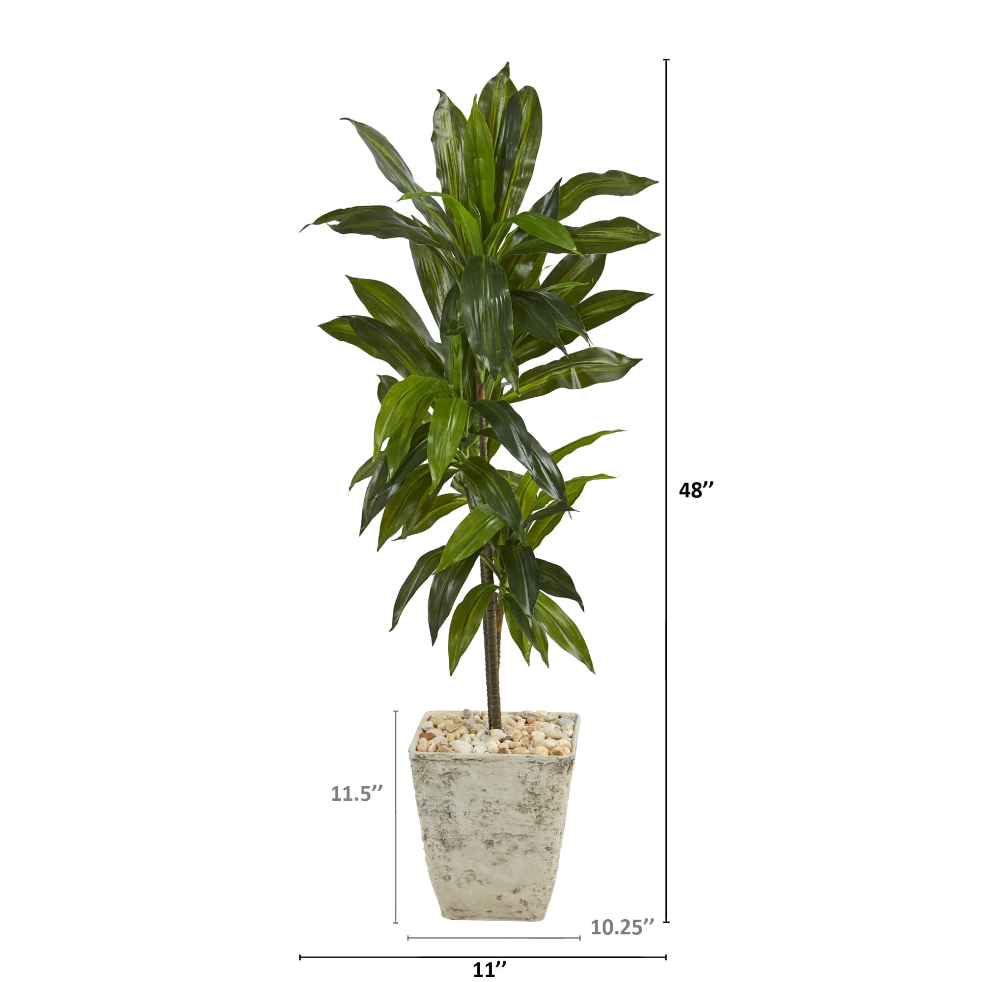 4ft. Dracaena Plant in Country White Planter