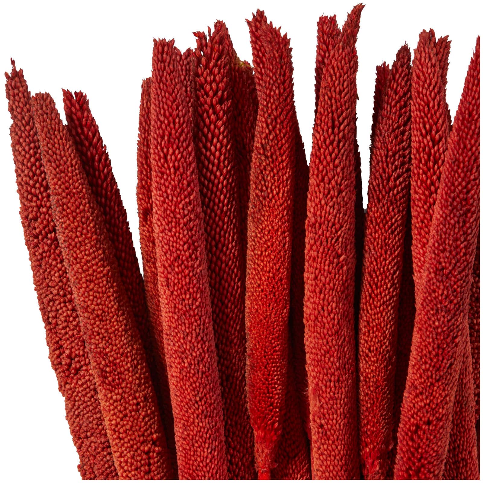 Dried Plant Bunny Tail Natural Foliage with Long Stems