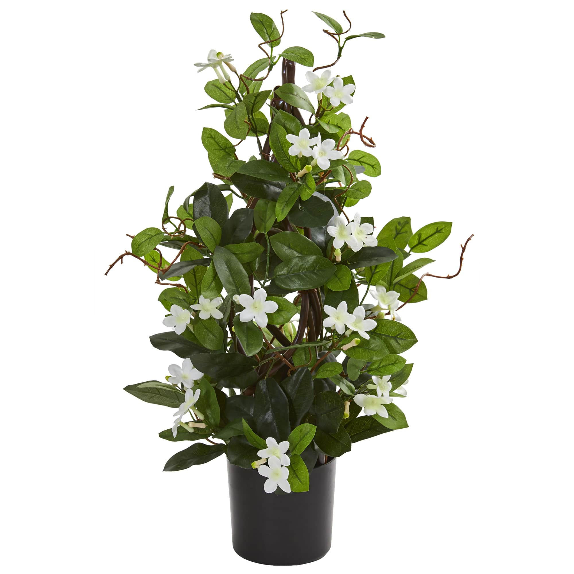 24&#x201D; Potted White Stephanotis Climbing Plant 