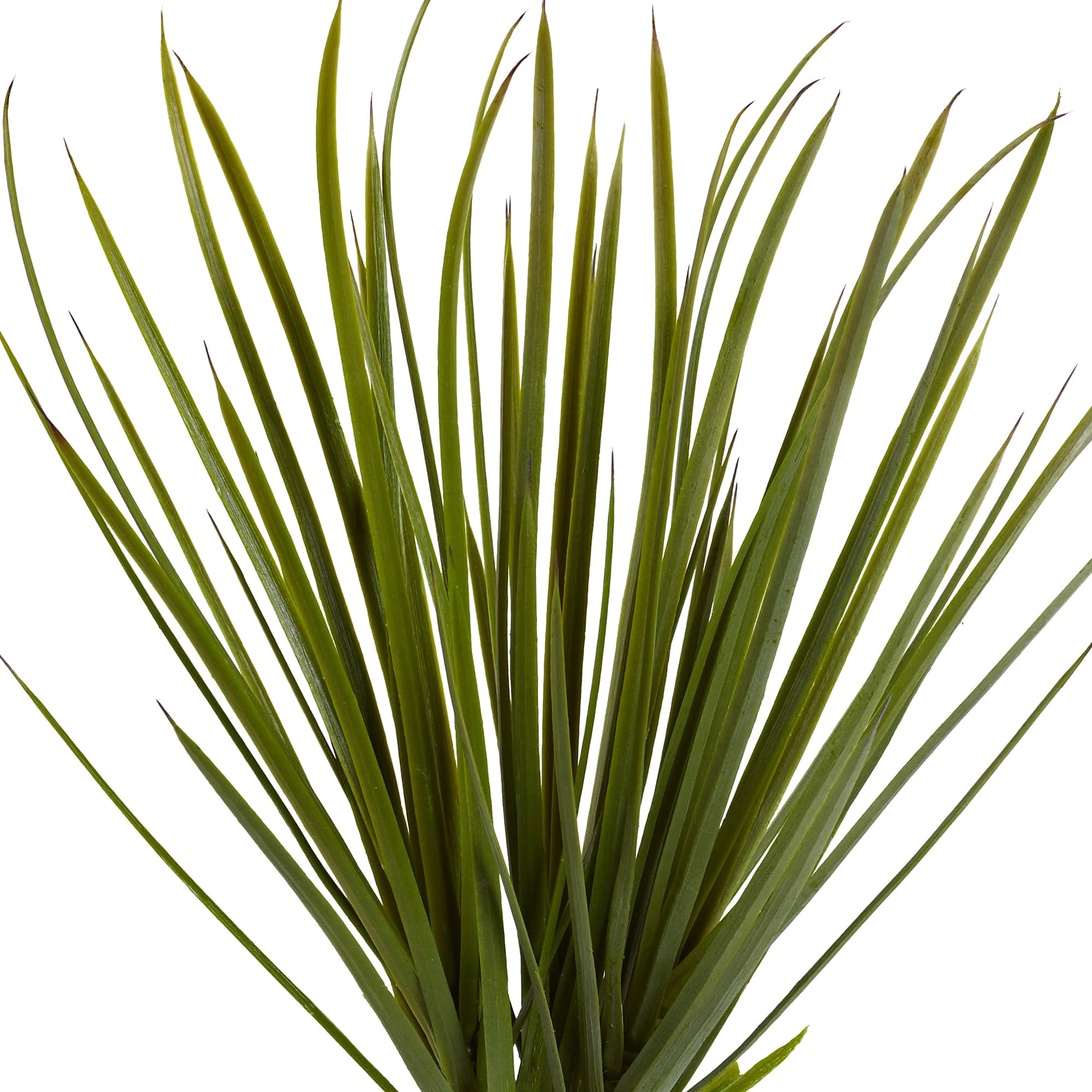 3ft. Potted Yucca Tree