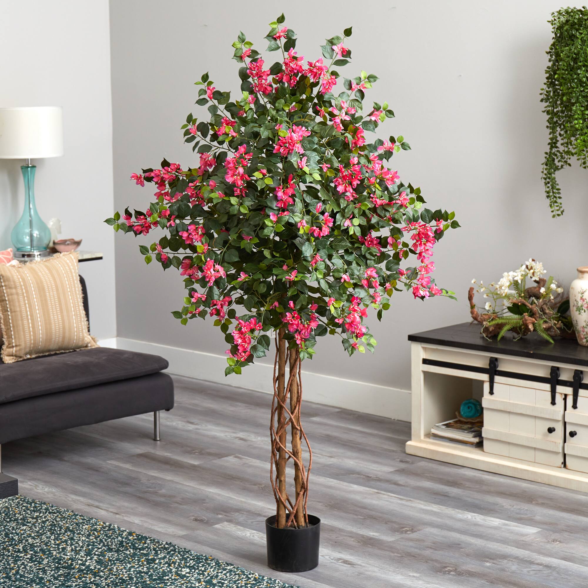 5.5ft. Potted Bougainvillea Tree
