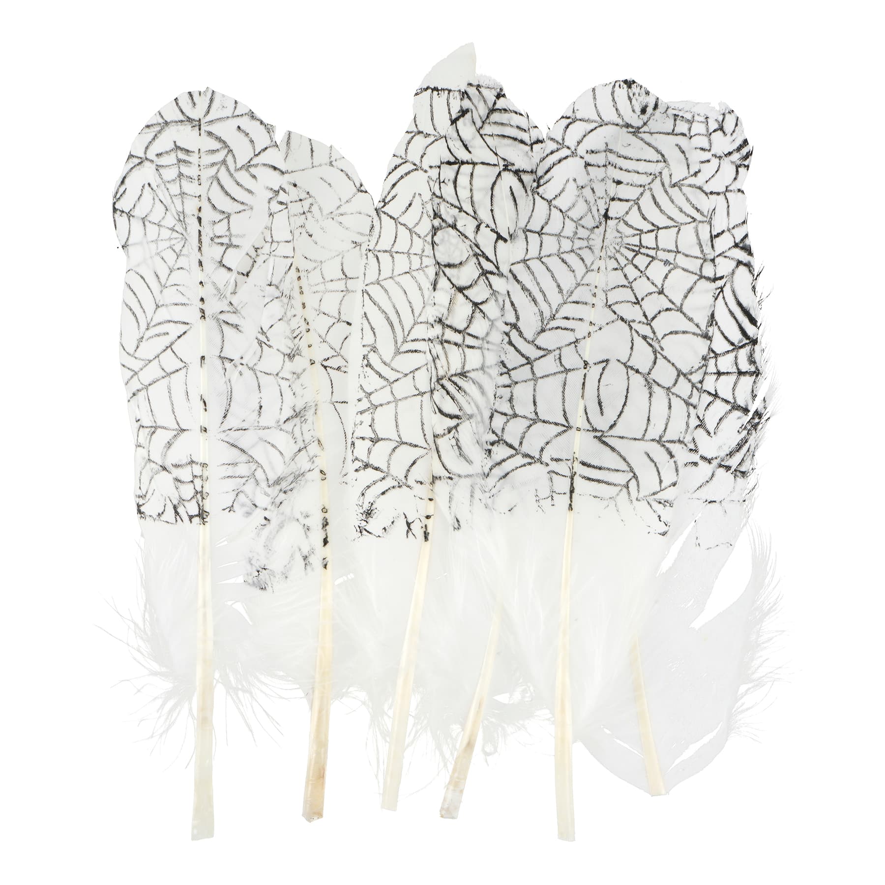 White &#x26; Black Spider Web Feathers, 6ct. by Ashland&#xAE;