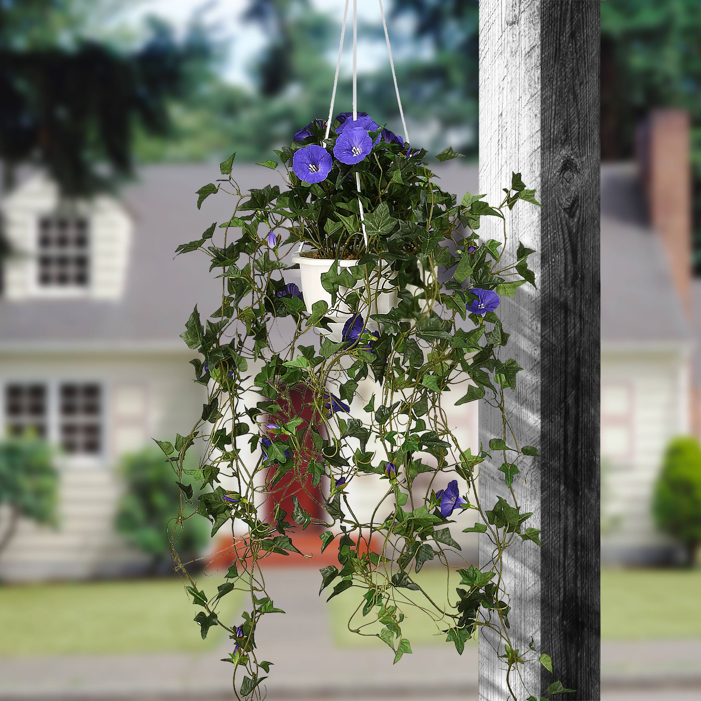 3.5ft. Purple Morning Glory Hanging Plant