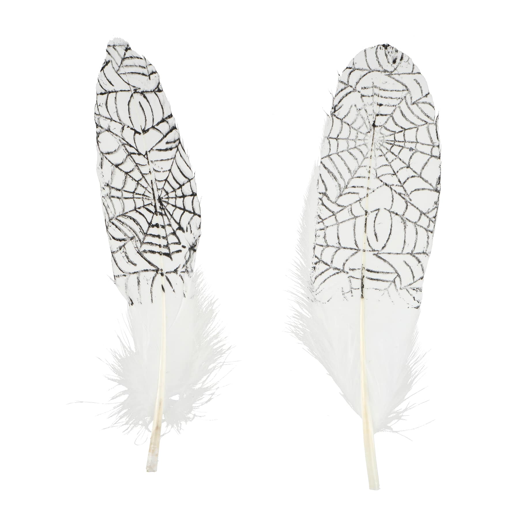 White &#x26; Black Spider Web Feathers, 6ct. by Ashland&#xAE;