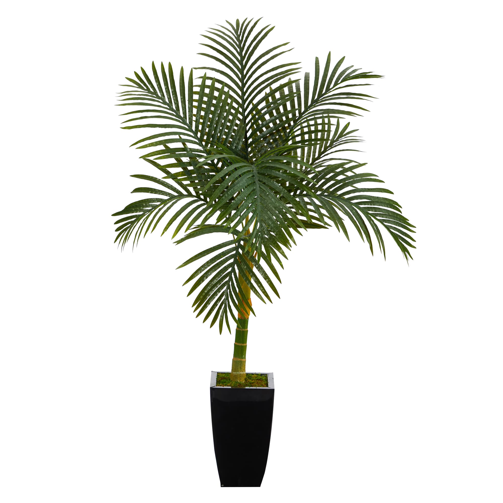 4.5ft. Golden Cane Palm Tree in Black Metal Planter