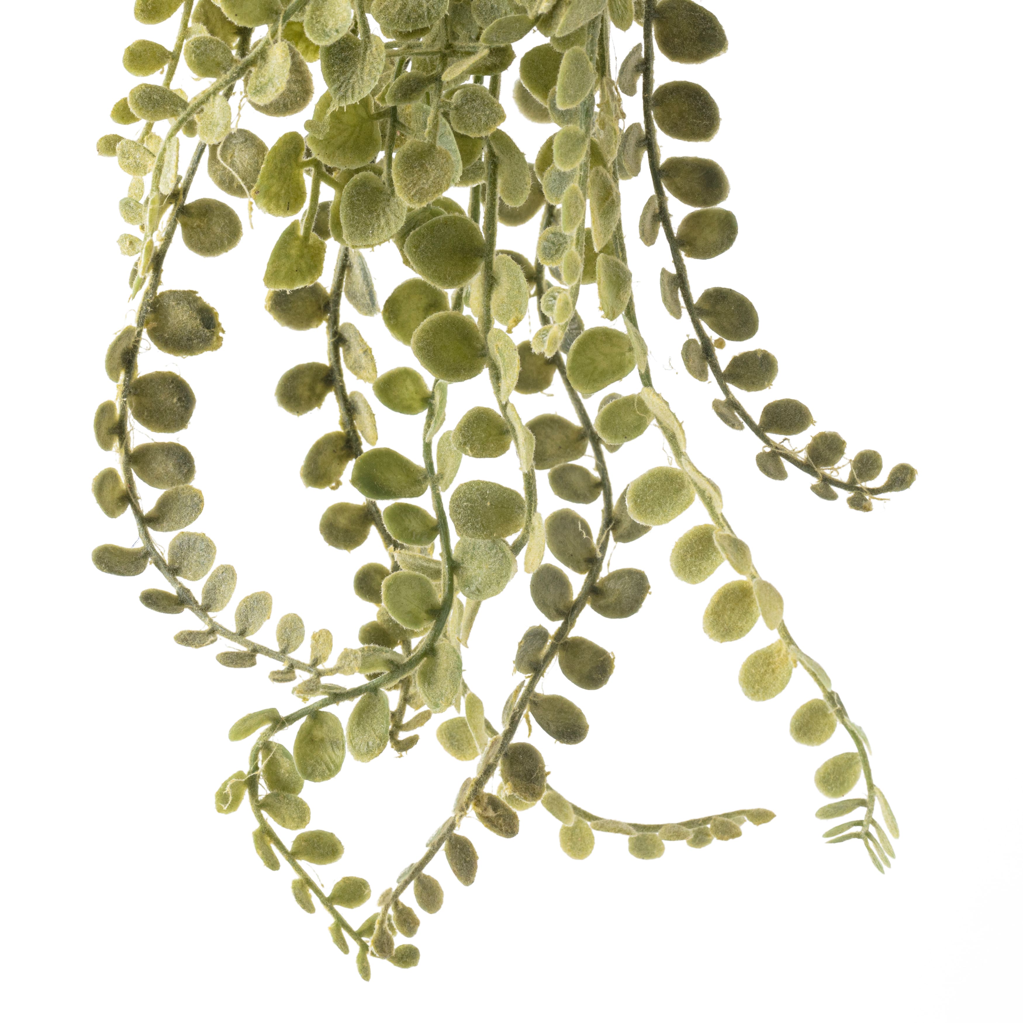 Weeping Fern Stem by Ashland&#xAE;