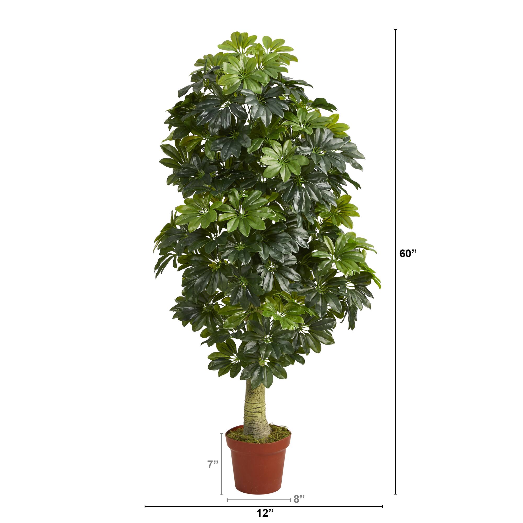 5ft. Potted Umbrella Tree