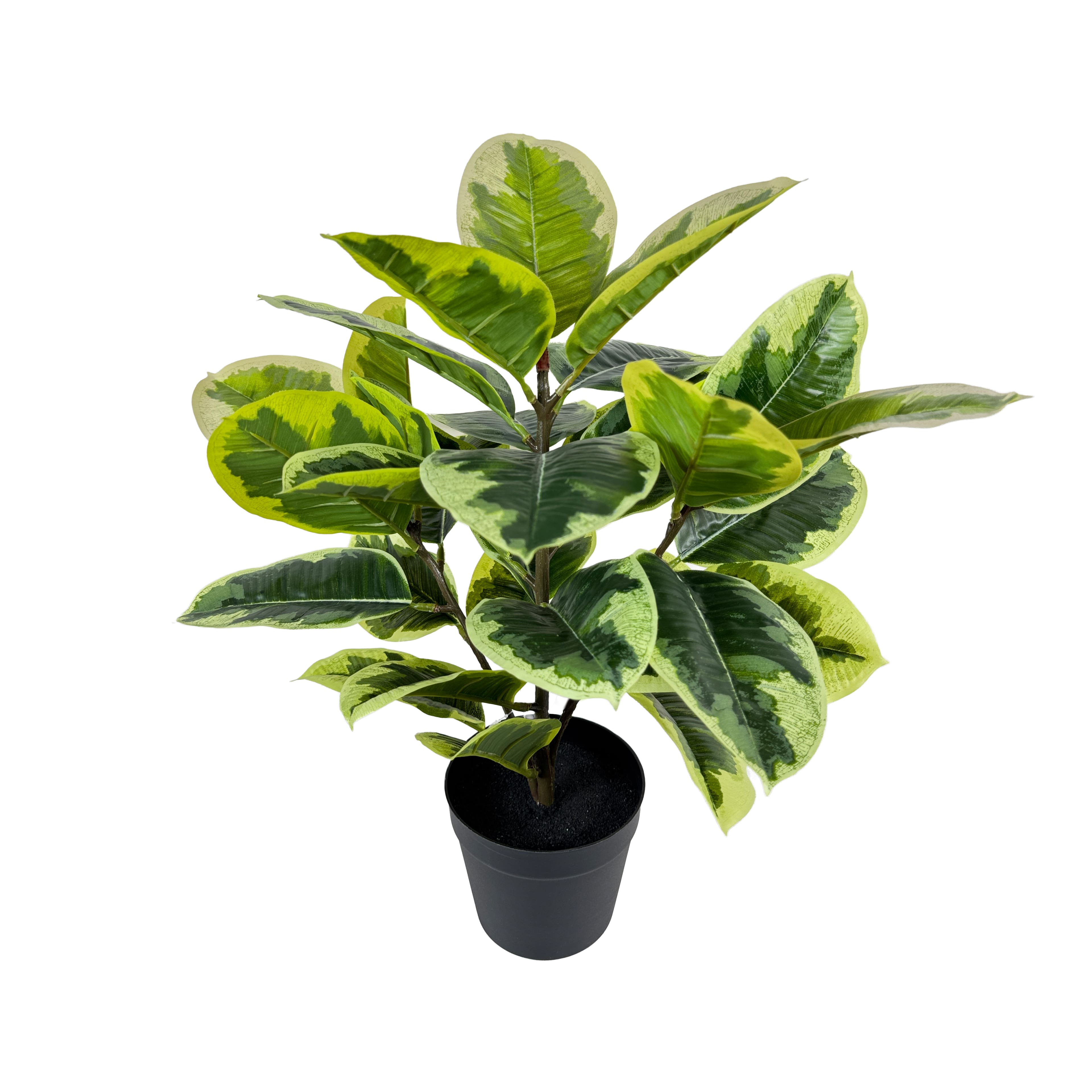 20&#x22; Ficus Plant by Ashland&#xAE;