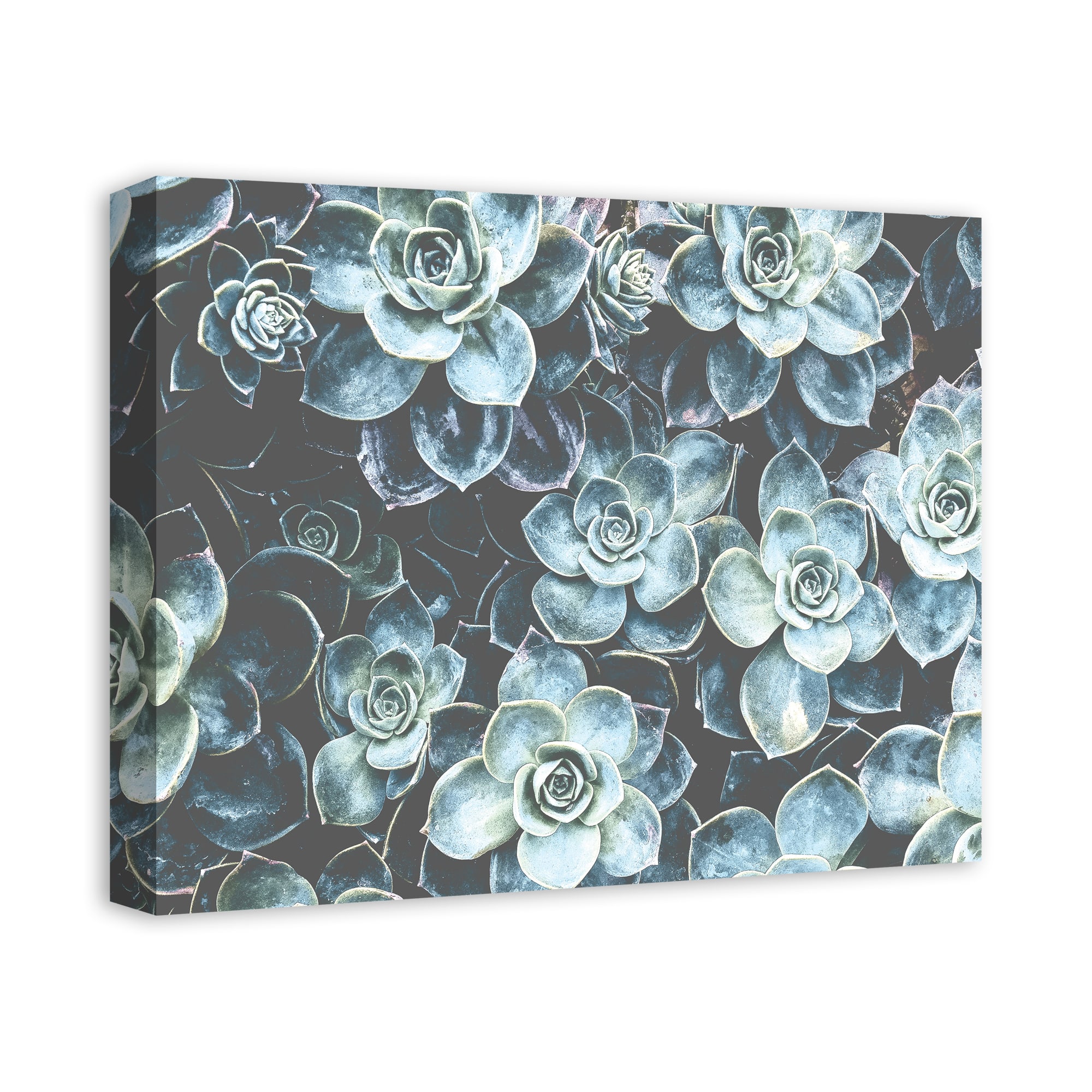 Grouping Of Succulents 20" x 16" Canvas Wall Art