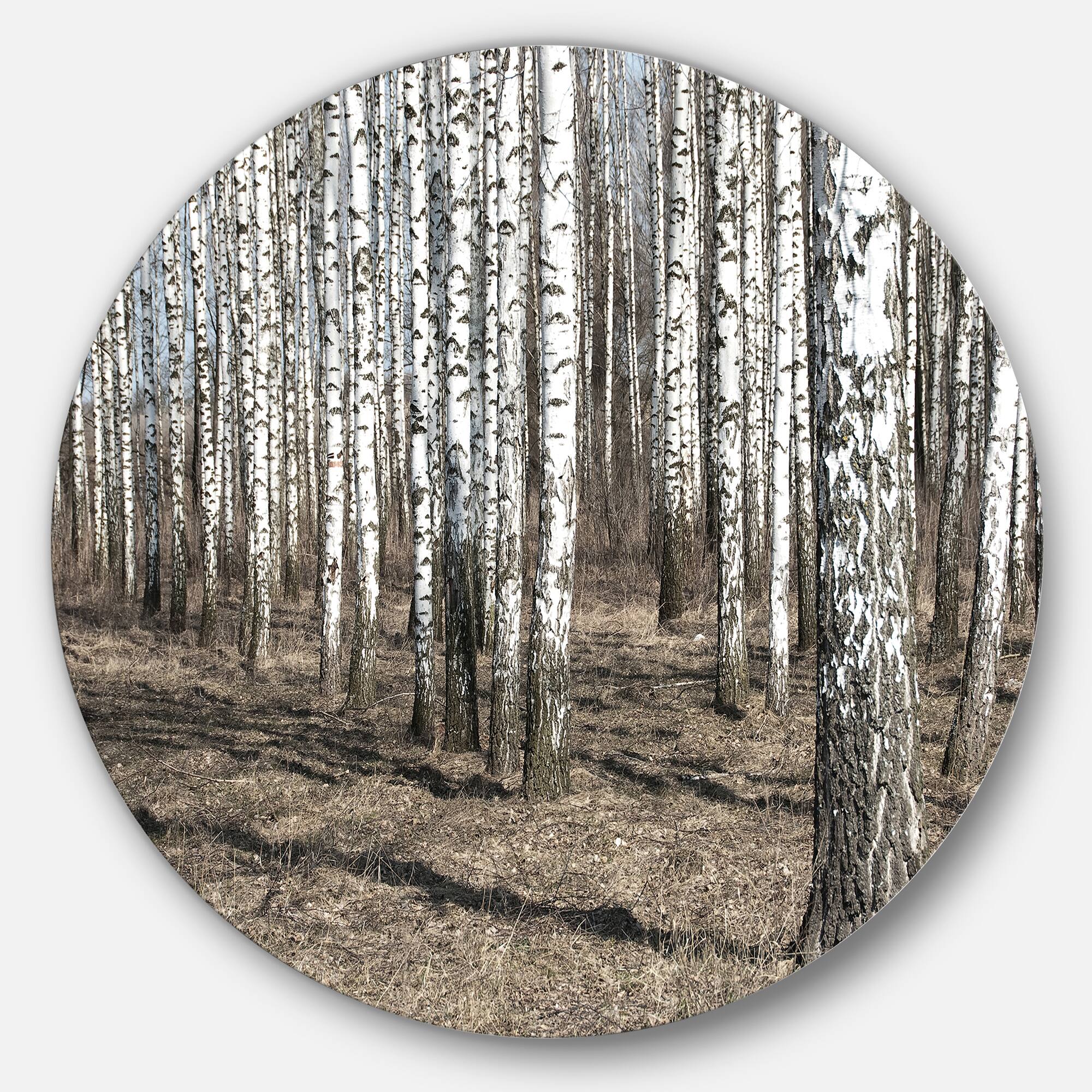 Designart - Beautiful Dense Birch Forest View' Disc Forest Large Metal Circle Wall Art