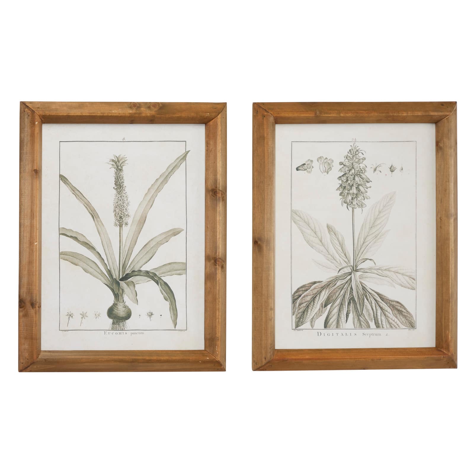 Brown & Cream Vintage Botanical Framed Wall Art Set