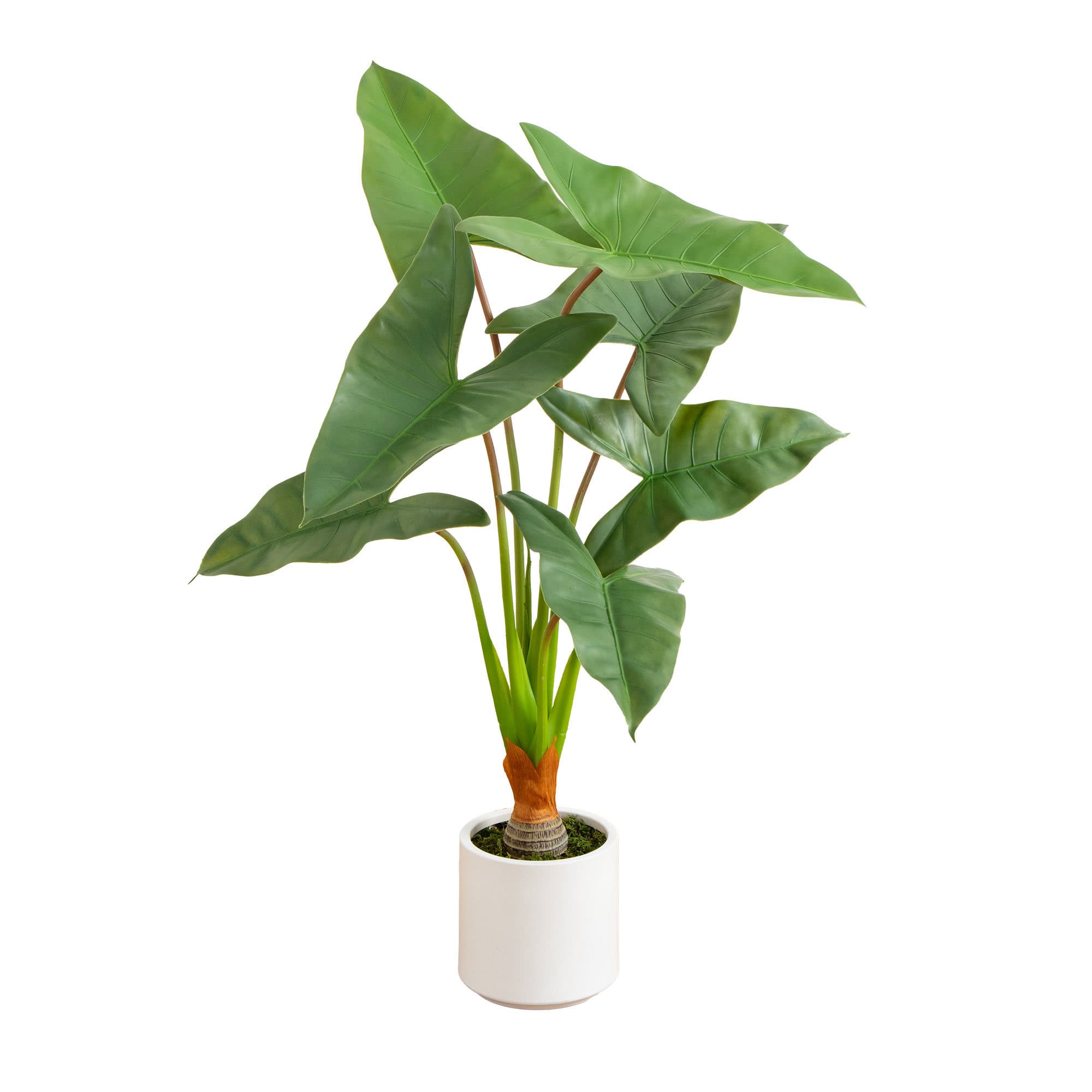 3.5ft. Arrowhead Philodendron in White Decorative Planter