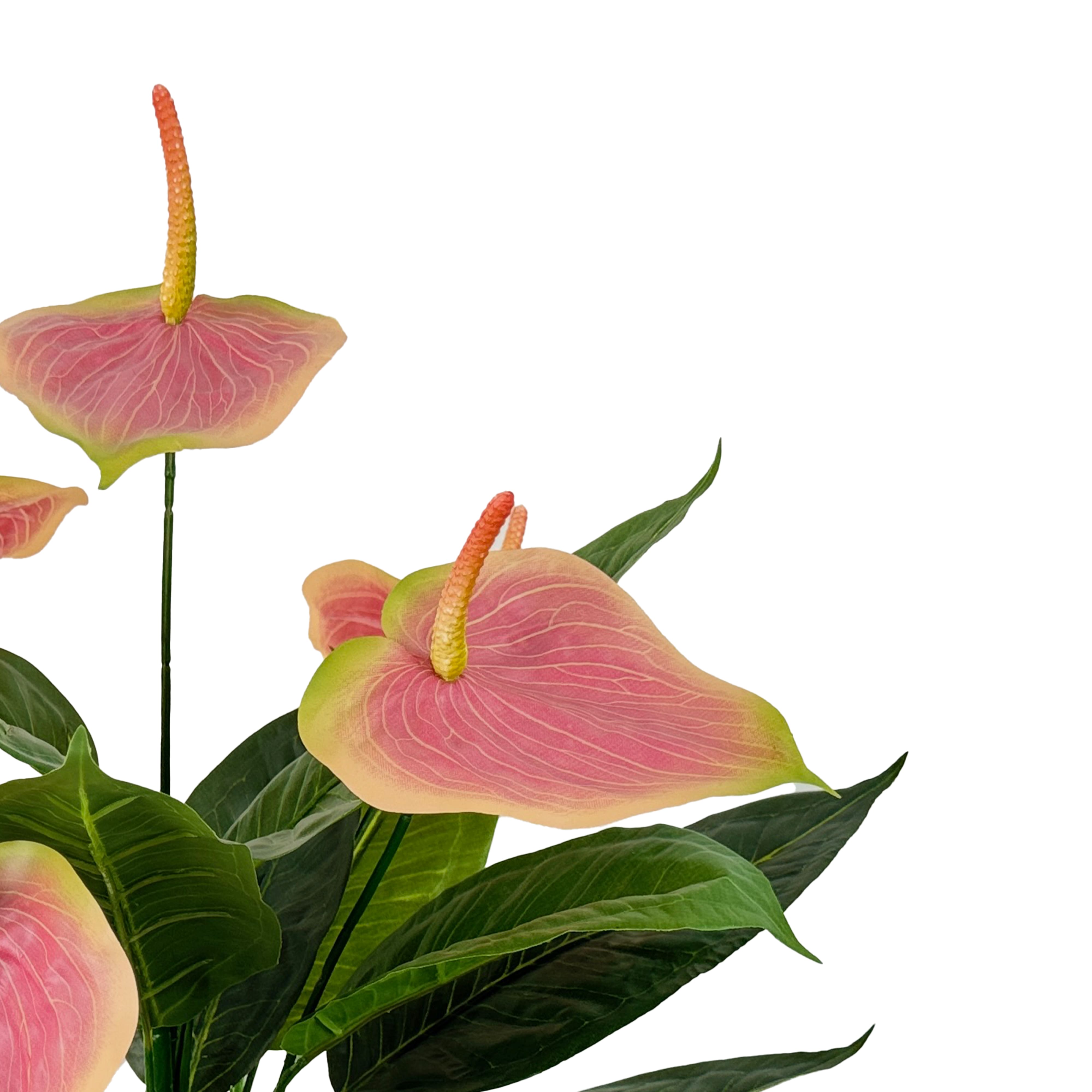 26" Potted Pink Laceleaf Plant by Ashland®