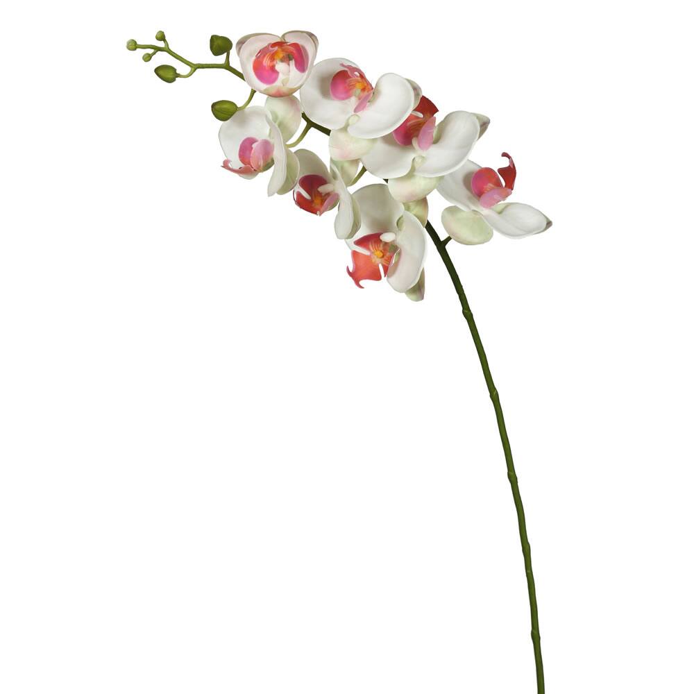 White Orchid Stem