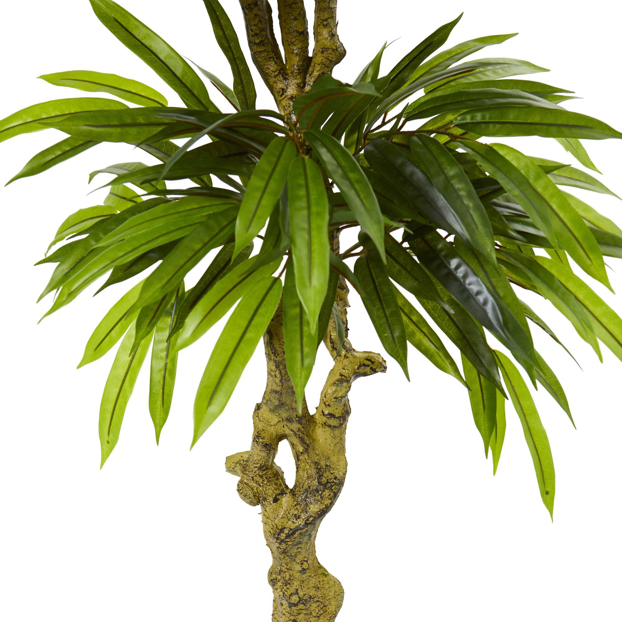 4.5ft. Potted Mango Tree