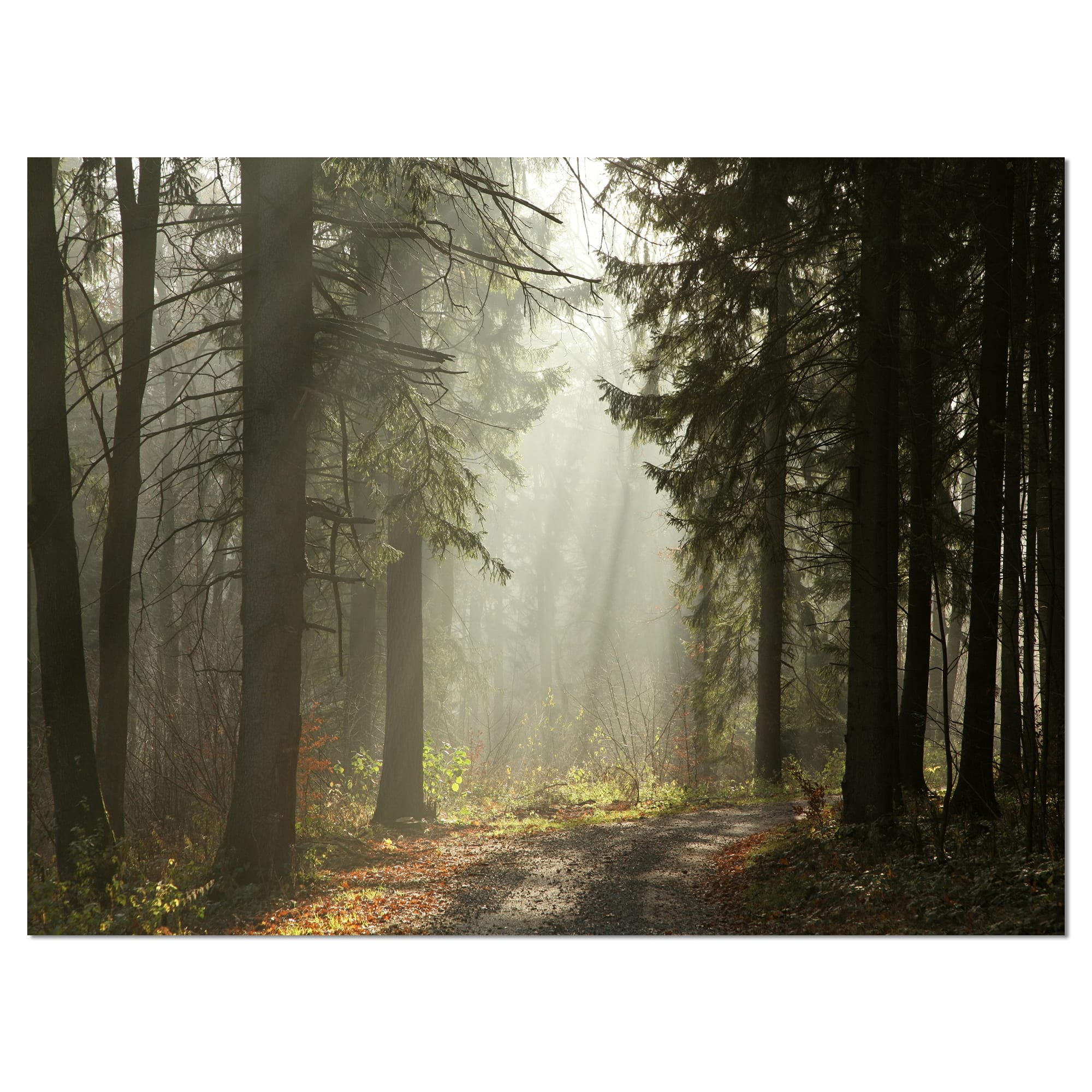 Designart - Dark Green Forest with Sun Rays - Landscape Photography Canvas Print