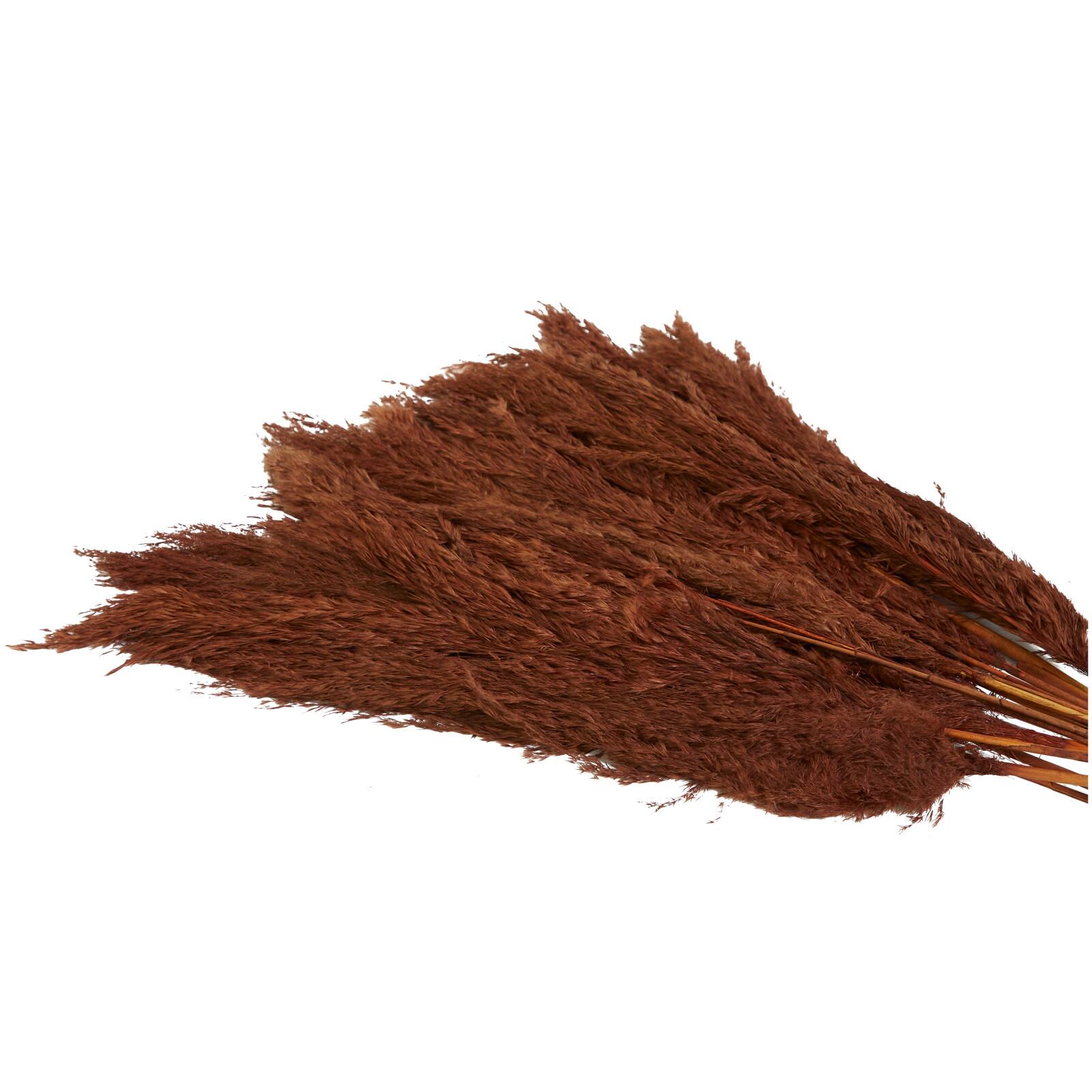 Dried Plant Pampas Natural Foliage with Long Stems