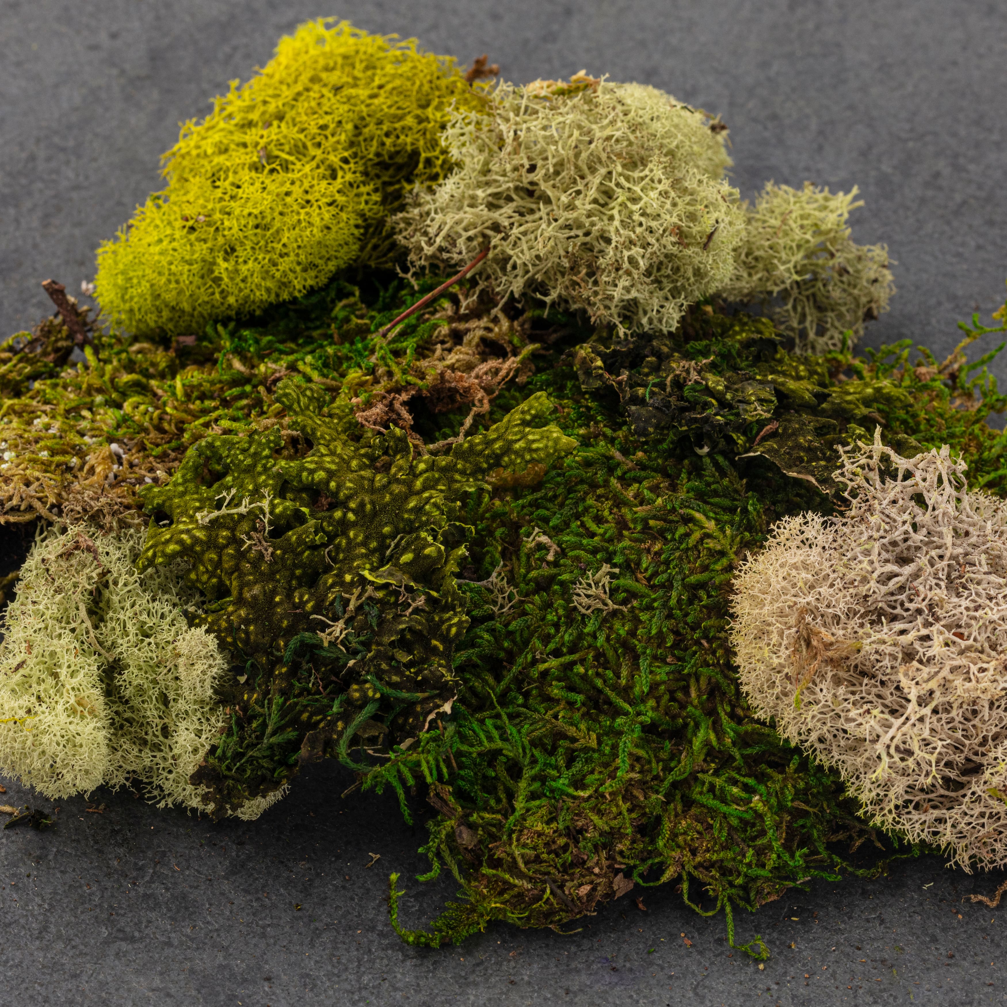 Moss Variety Pack by Ashland&#xAE;