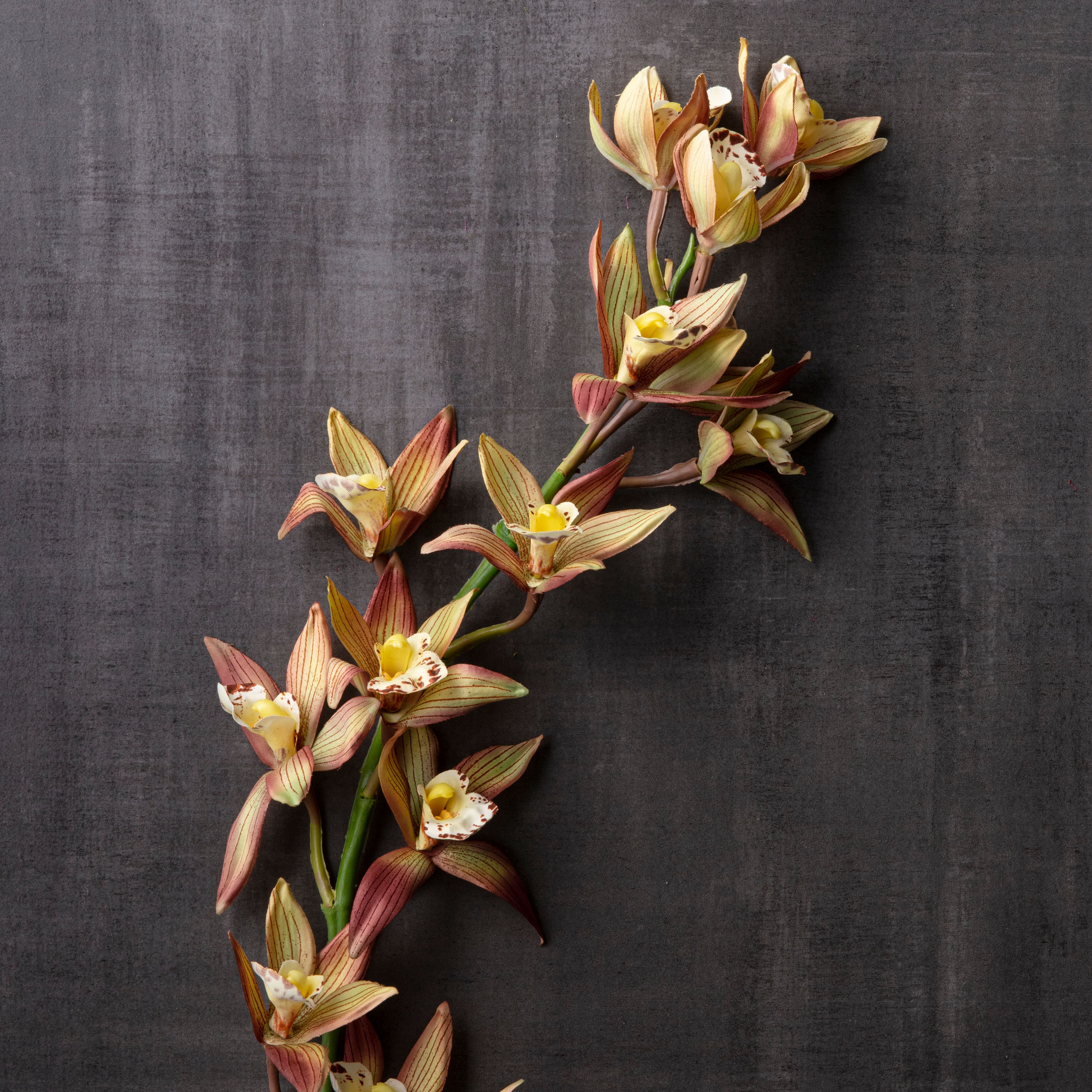 Rust Red Boat Orchid Stem by Ashland®
