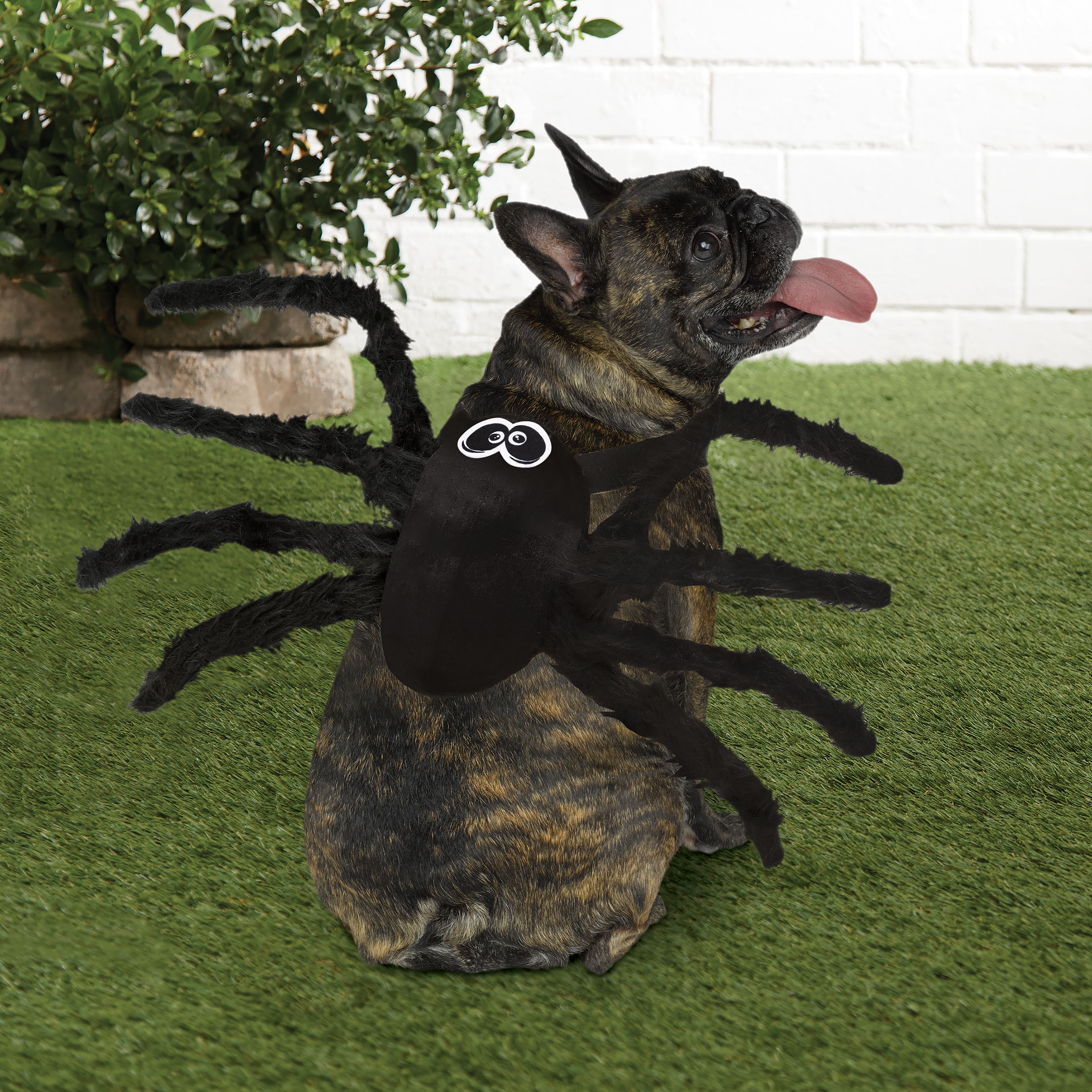Spider Dog Costume by Ashland&#xAE;
