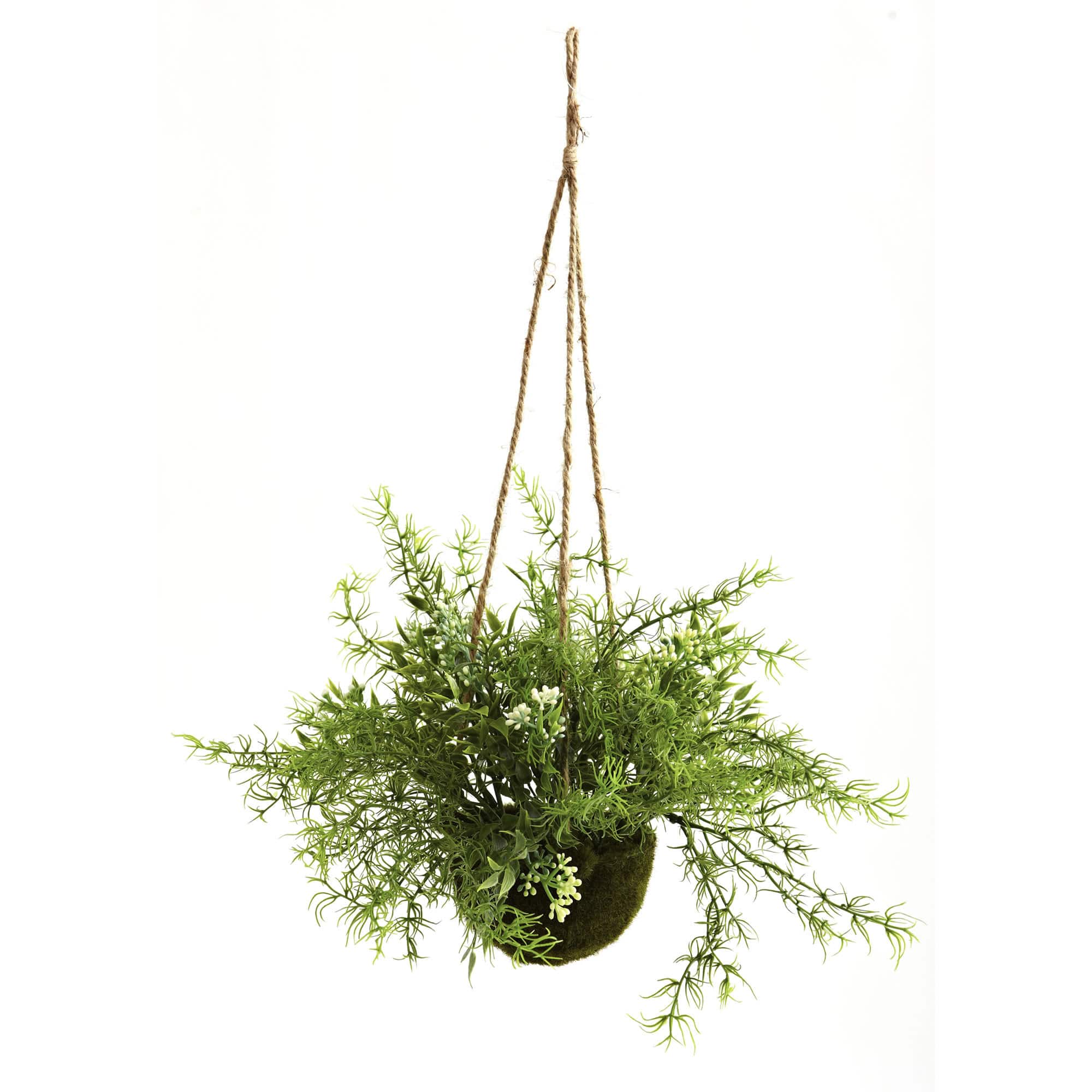 9'' Mini Ruscus, Sedum & Asparagus Fern Hanging Basket, 3ct.