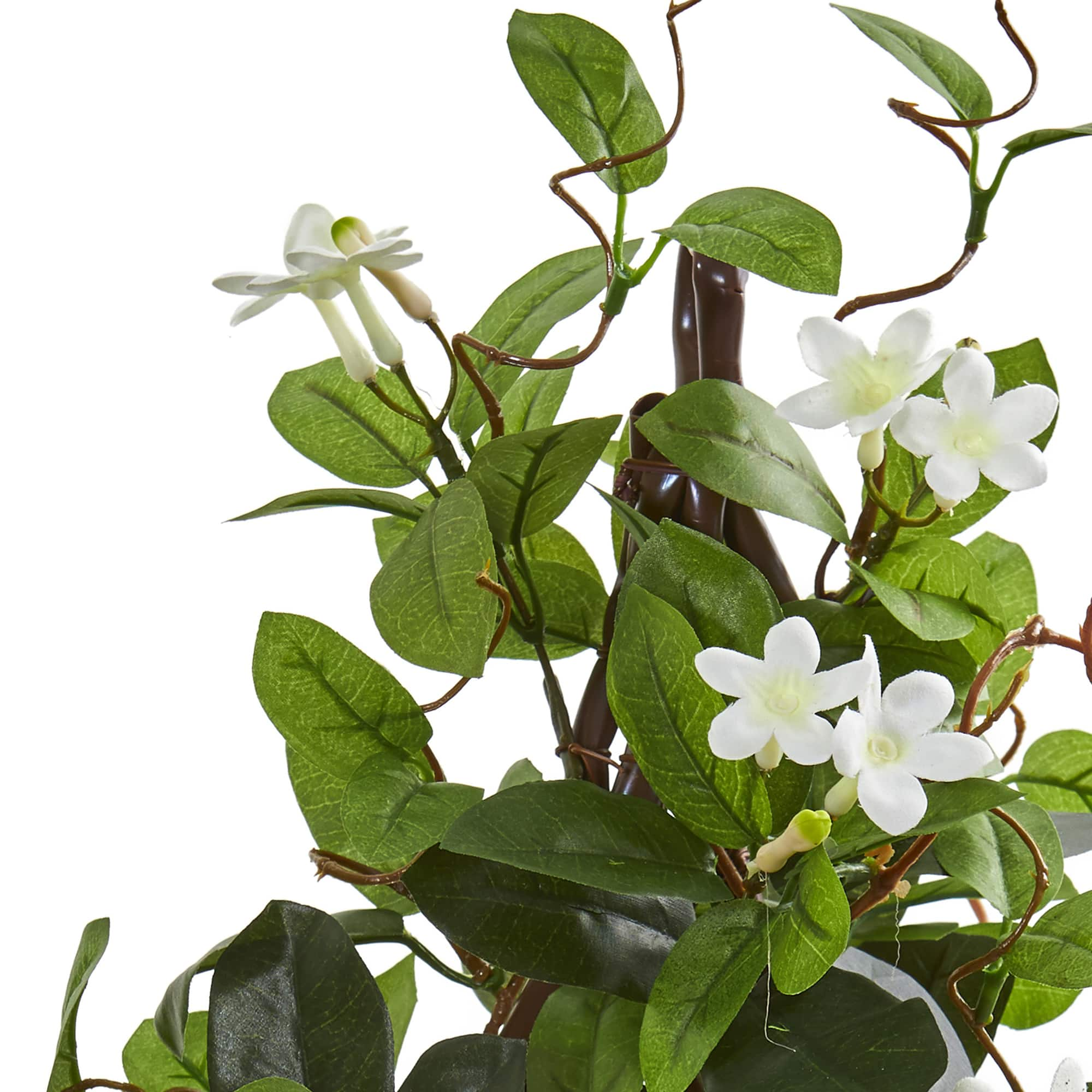 24&#x201D; Potted White Stephanotis Climbing Plant 