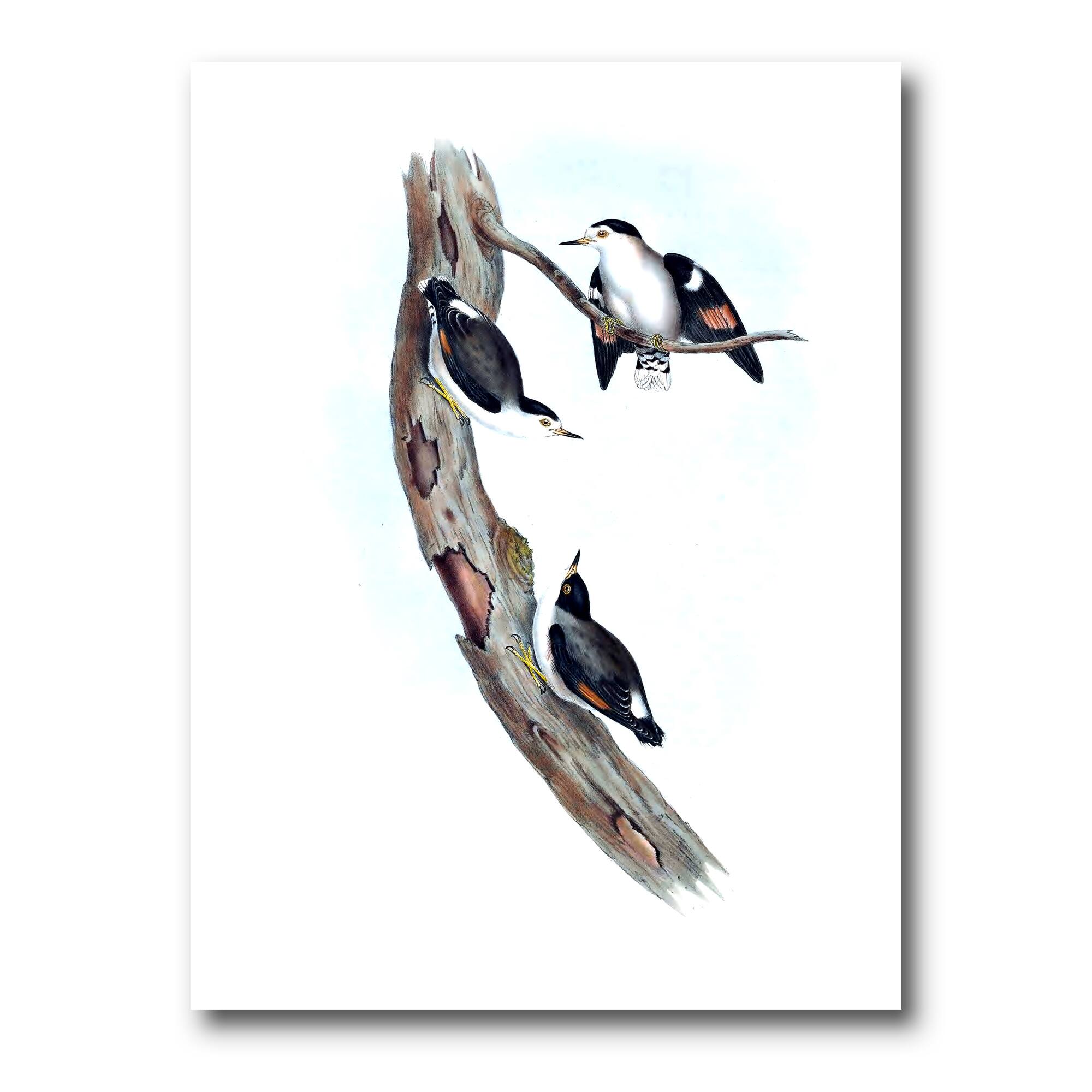 Designart - Vintage Australian Bird Illustrations I - Traditional Canvas Wall Art Print