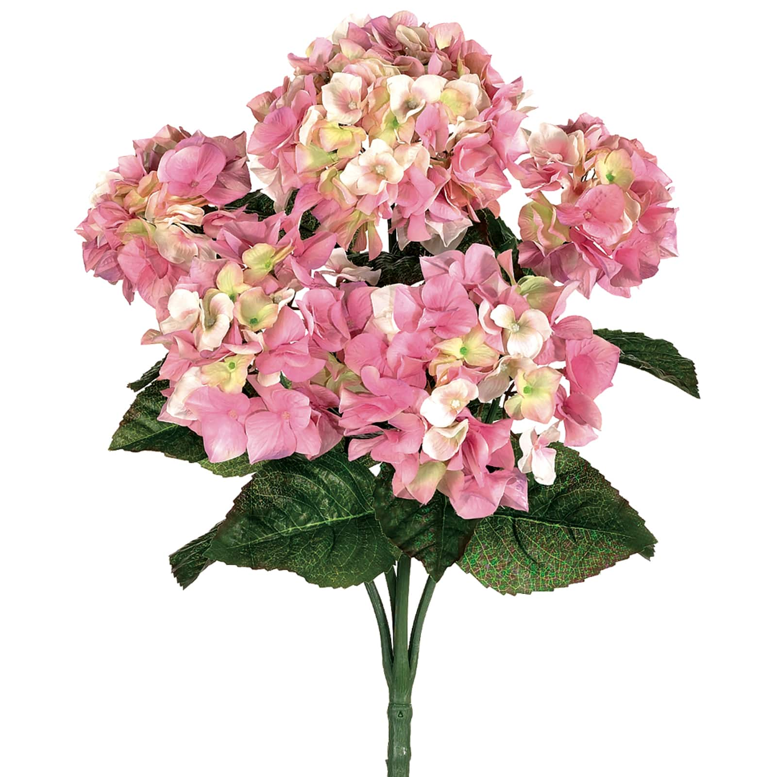 Blush Pink Hydrangea Bush