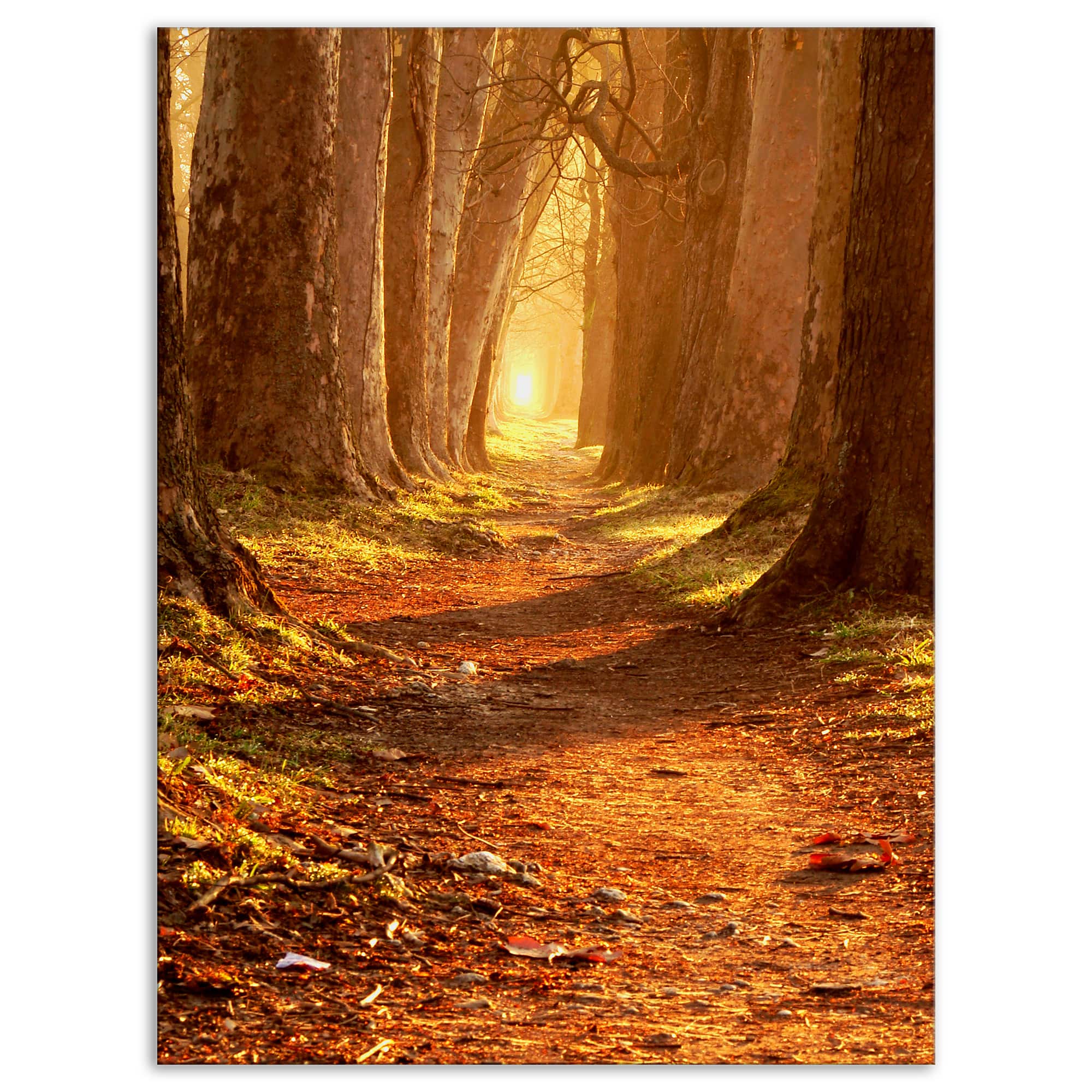 Designart - Magic Morning at the Fall Park - Landscape Photography Canvas Print