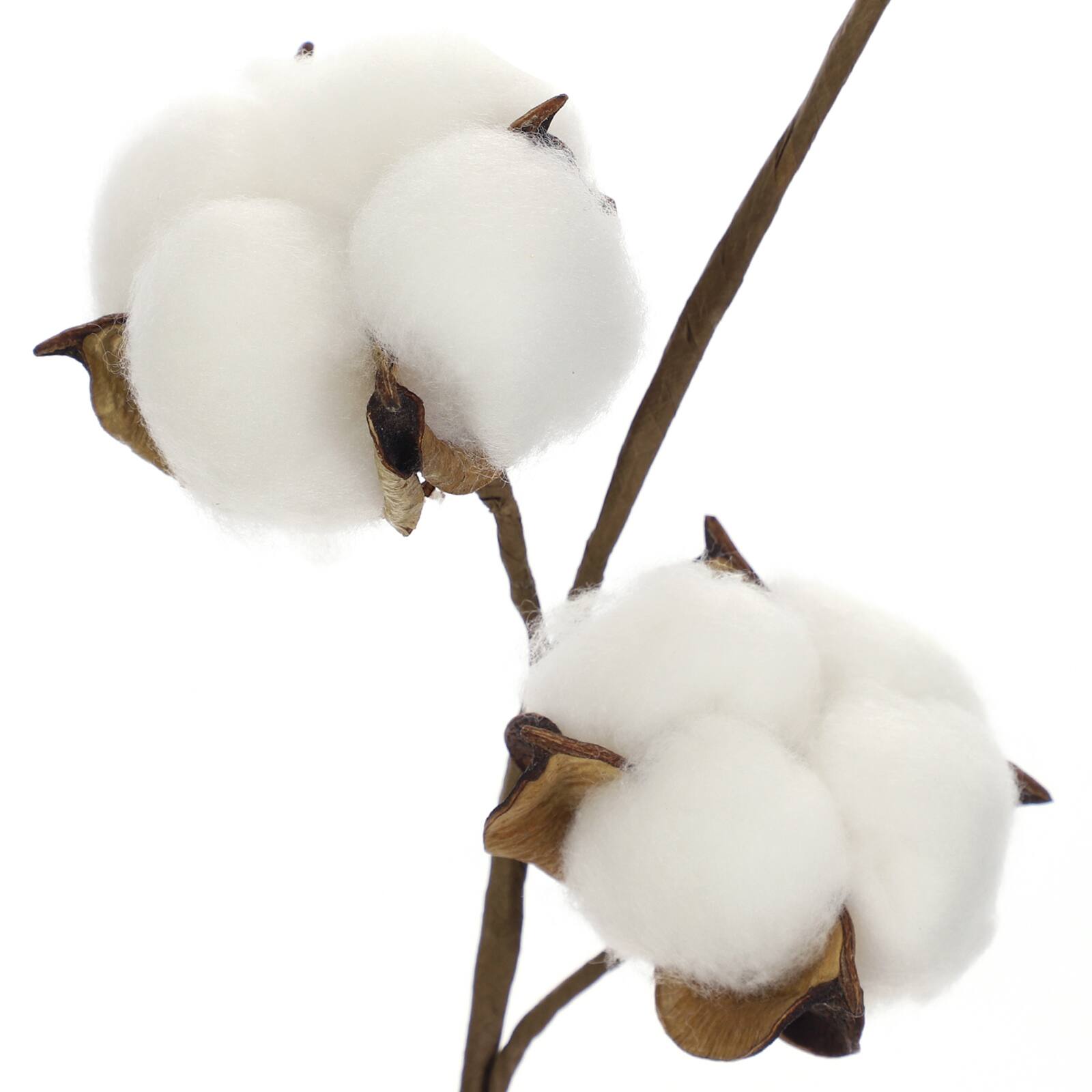 Cotton Stem by Ashland&#xAE;