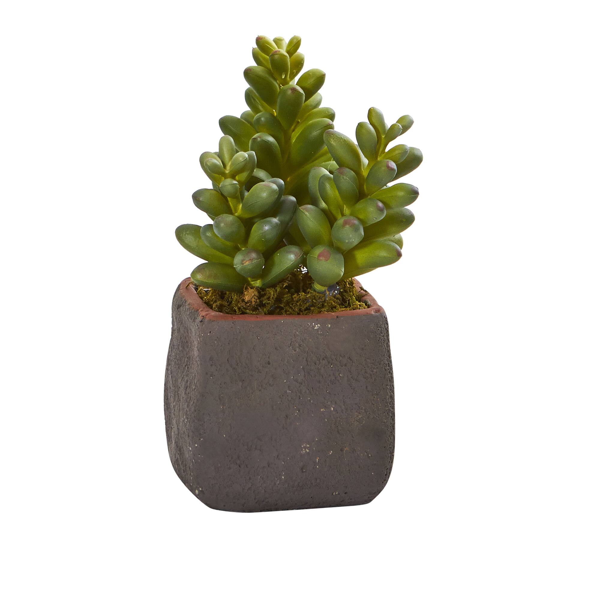8" Succulent Trio in Gray Planter