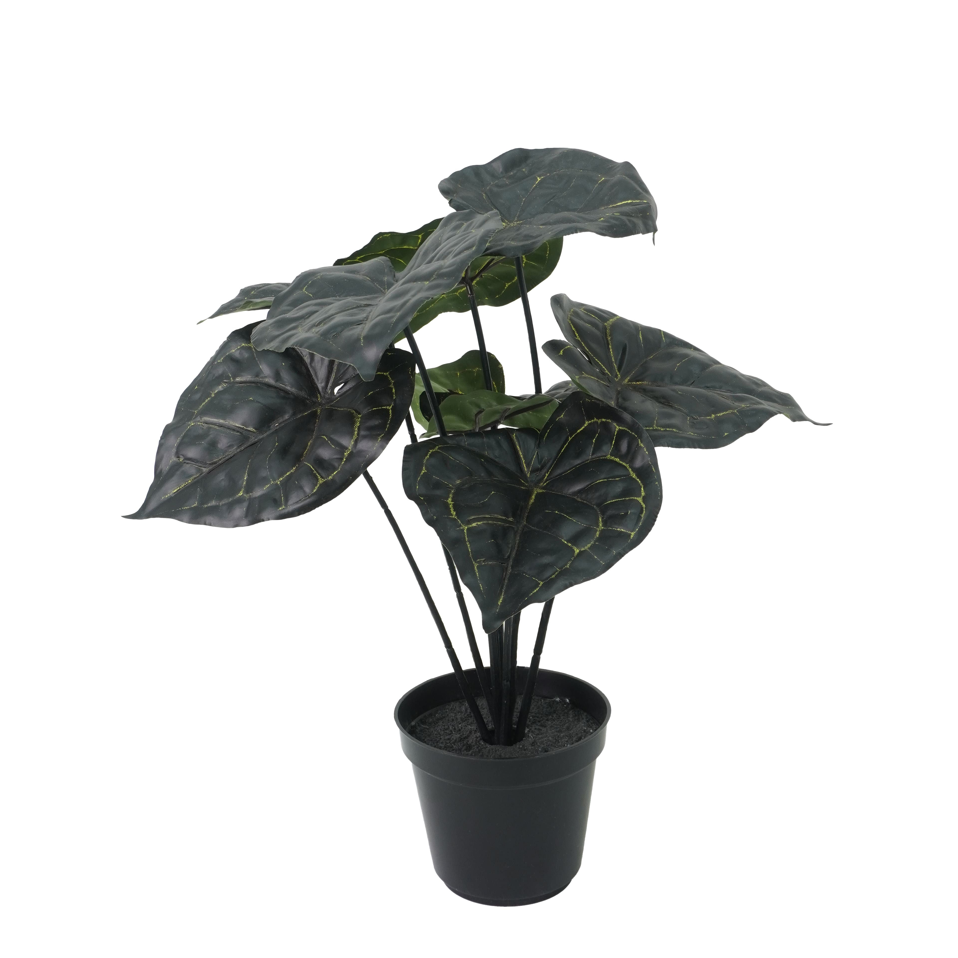 15.5&#x22; Potted Anthurium Clarinervium by Ashland&#xAE;