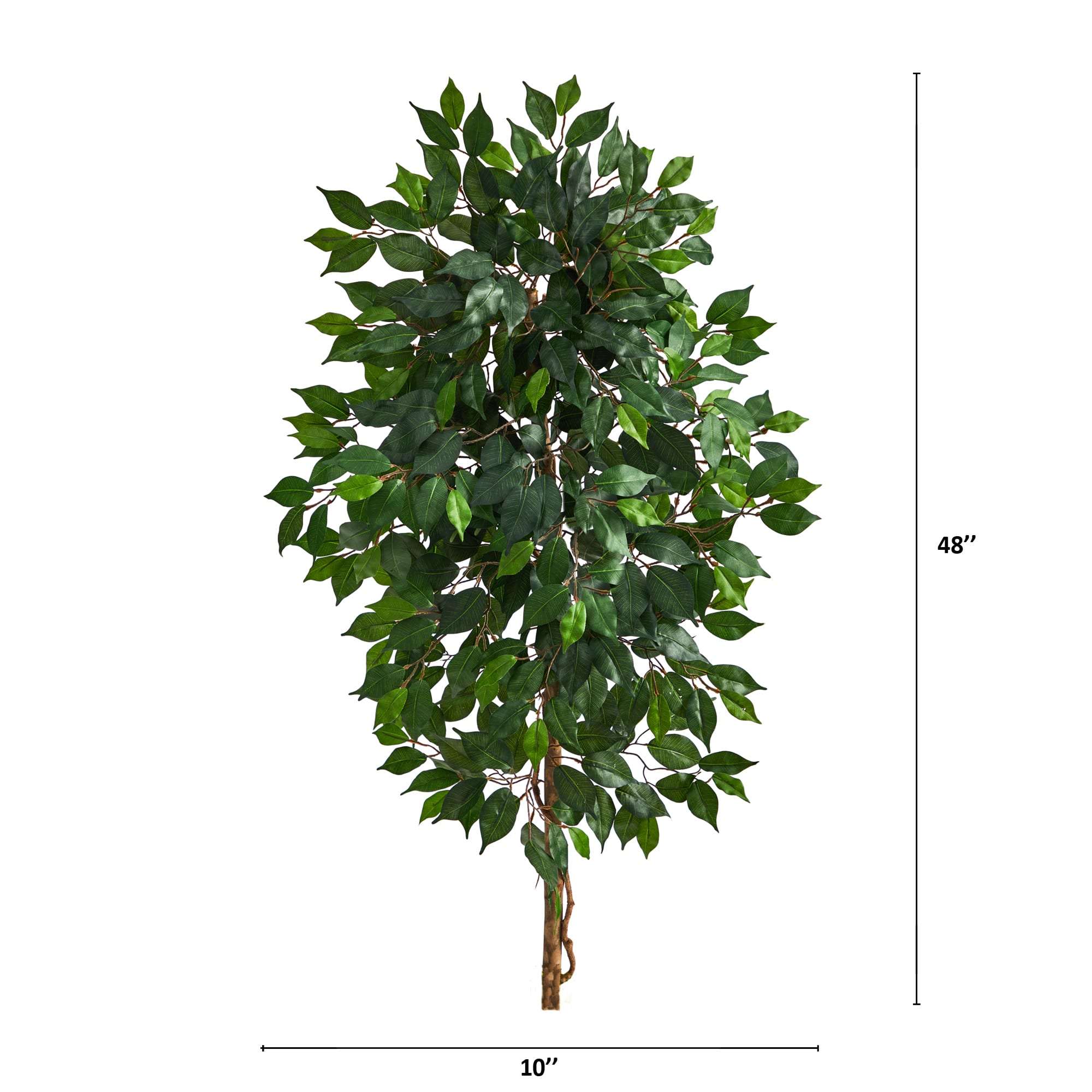 4ft. Single Ficus Tree