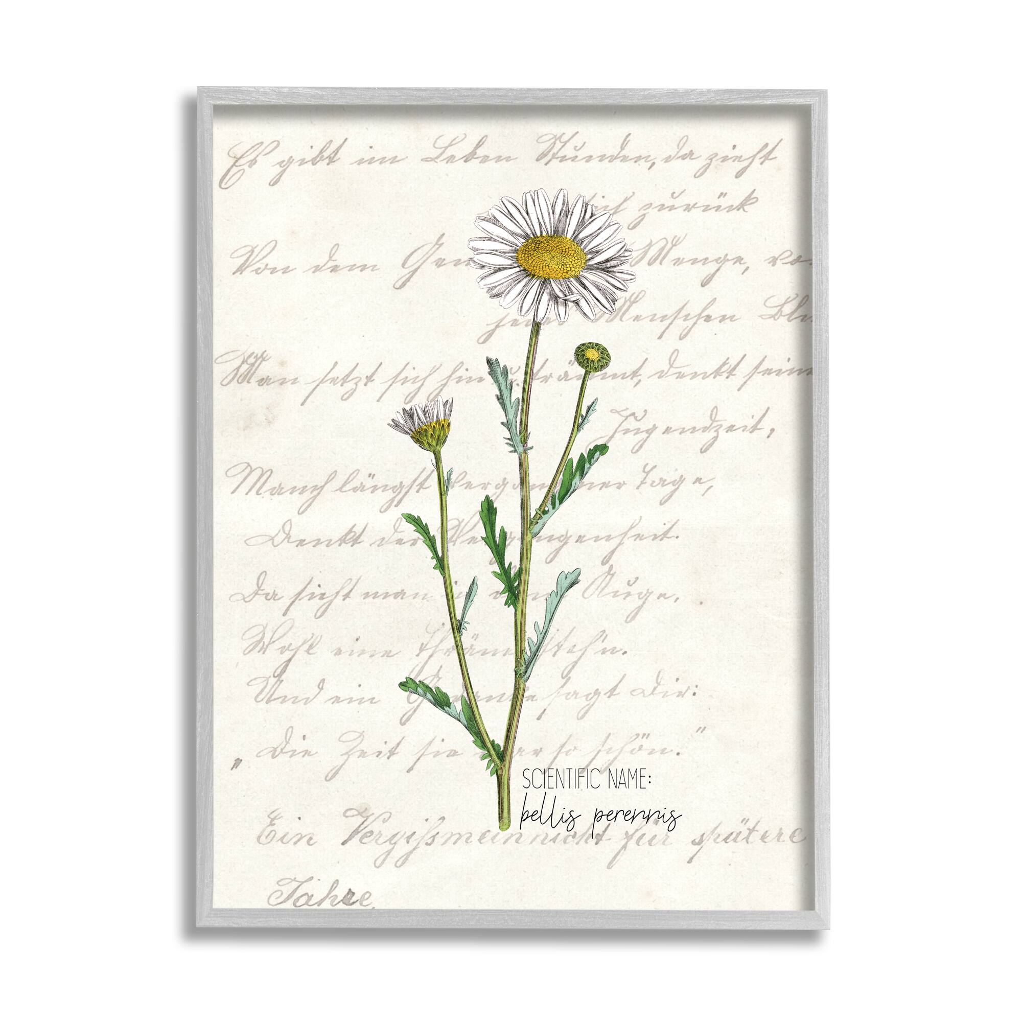 Stupell Industries Vintage Daisy Illustration Latin Script Wall Art with Gray Frame
