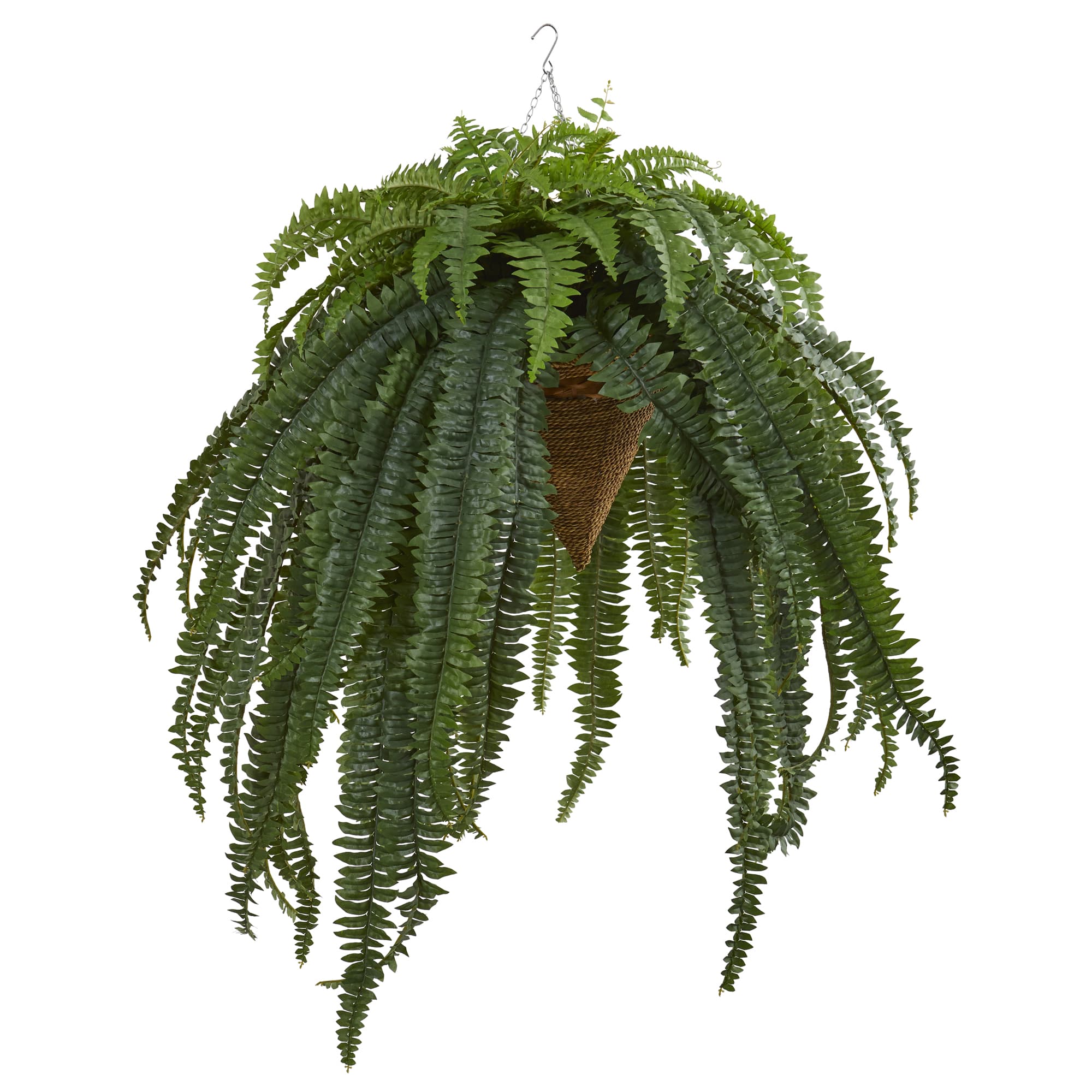 50” Giant Boston Fern in Hanging Cone Basket