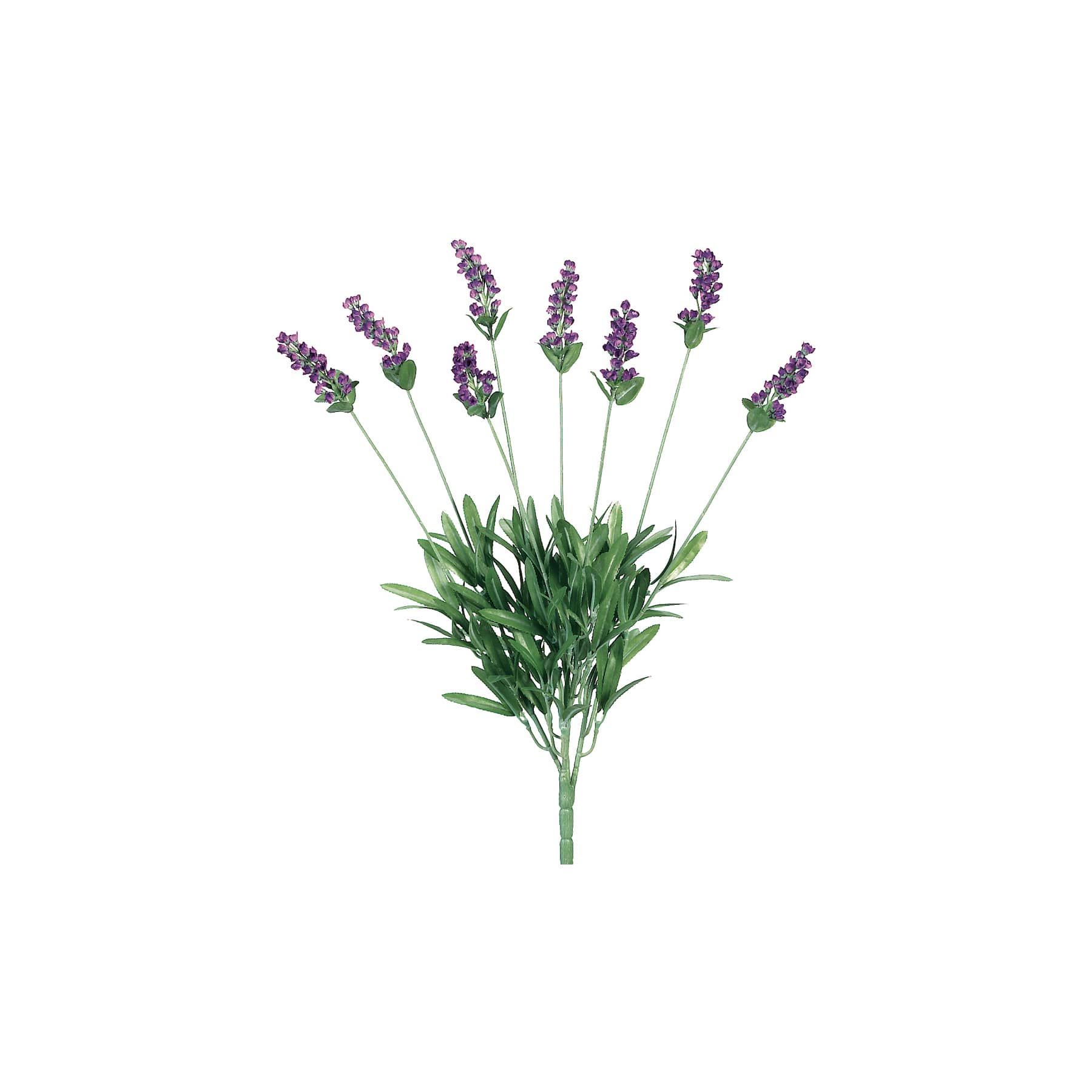 Lavender Bush