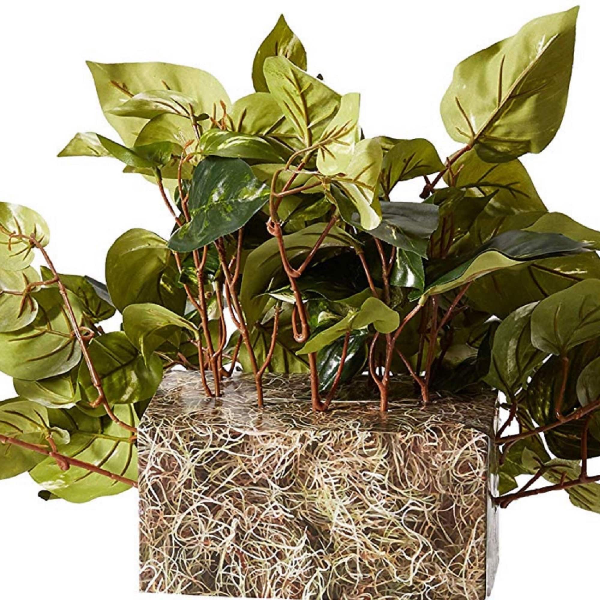15&#x22; Pothos Ledge Plant