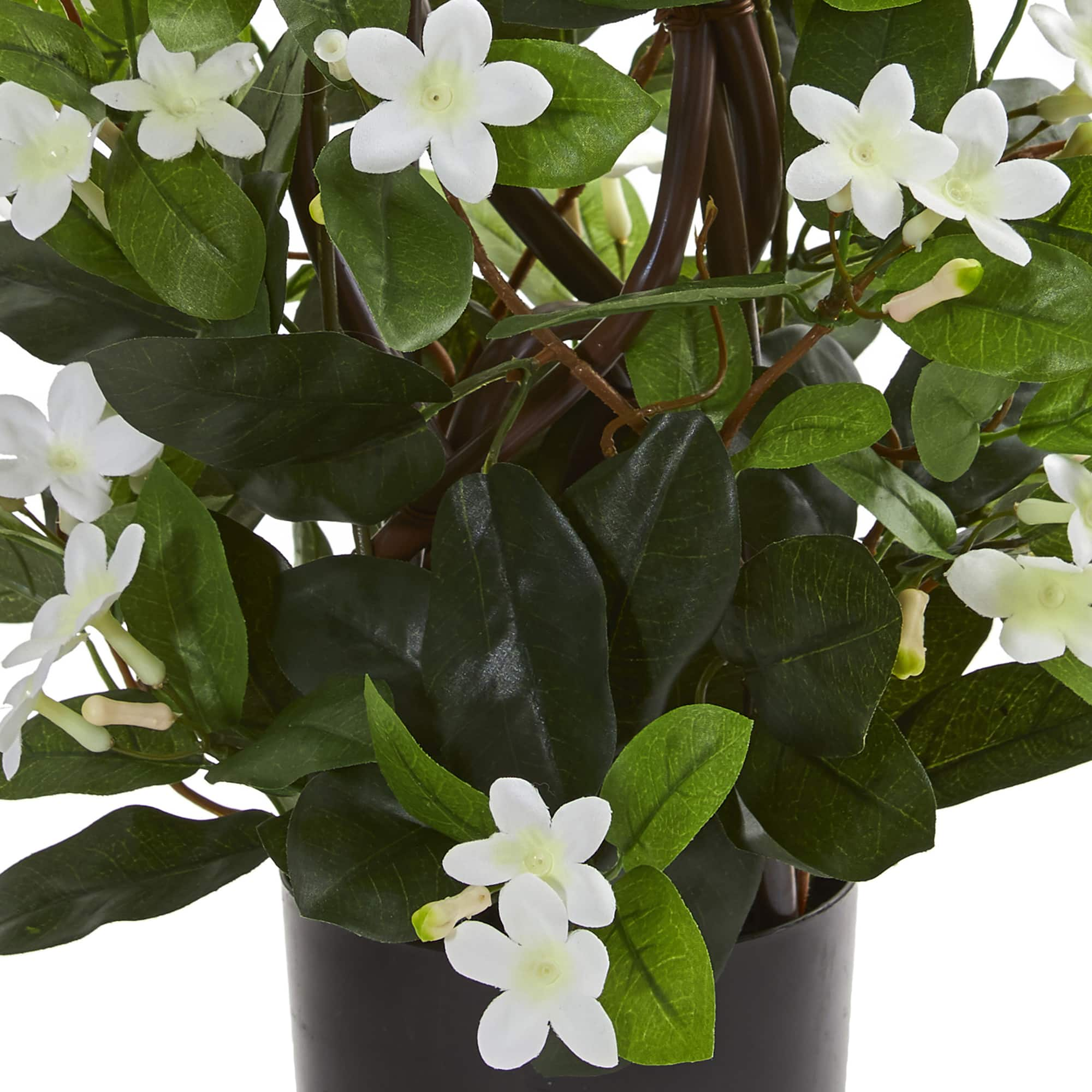 24&#x201D; Potted White Stephanotis Climbing Plant 